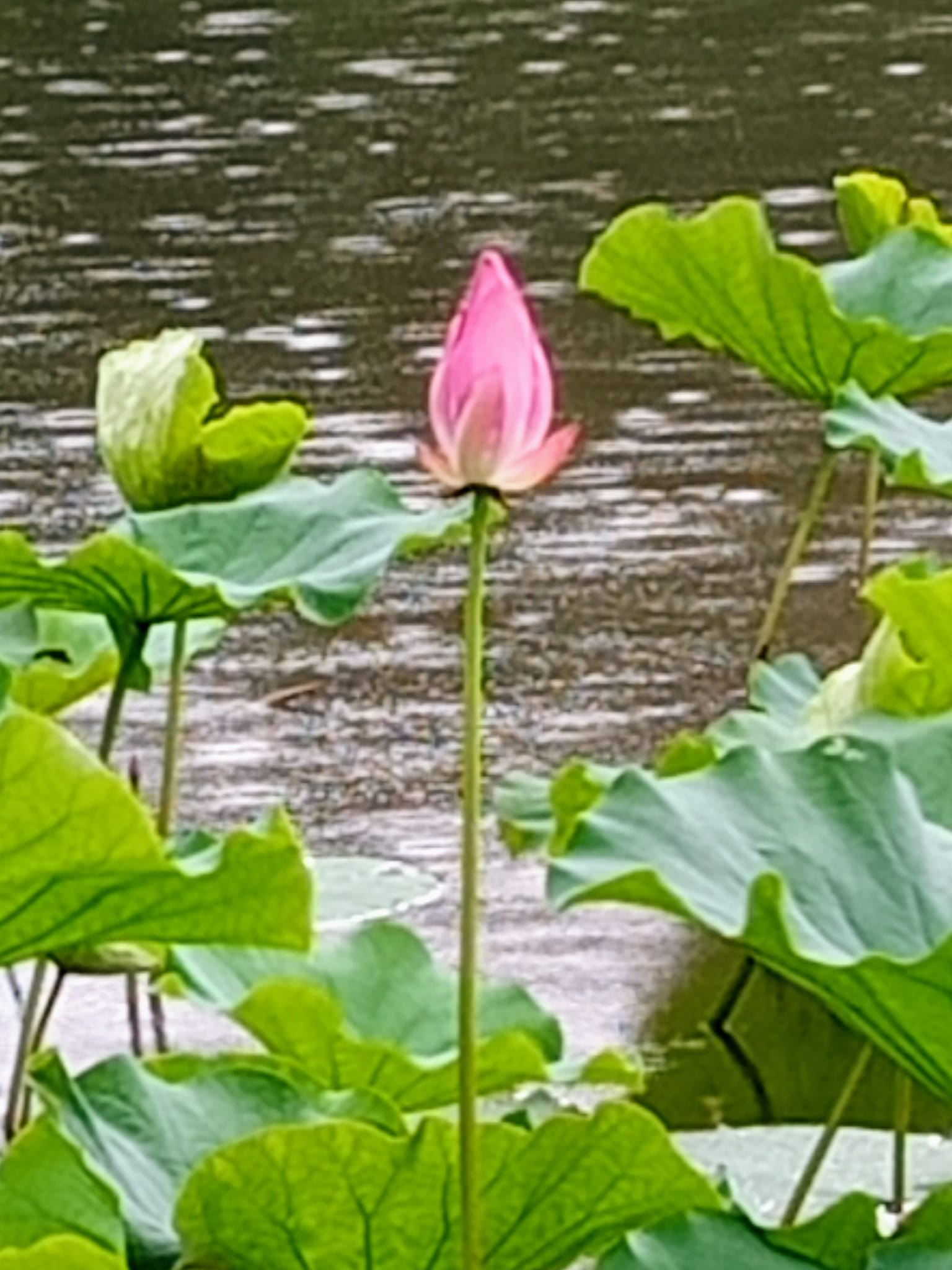 一樣看荷，兩樣情