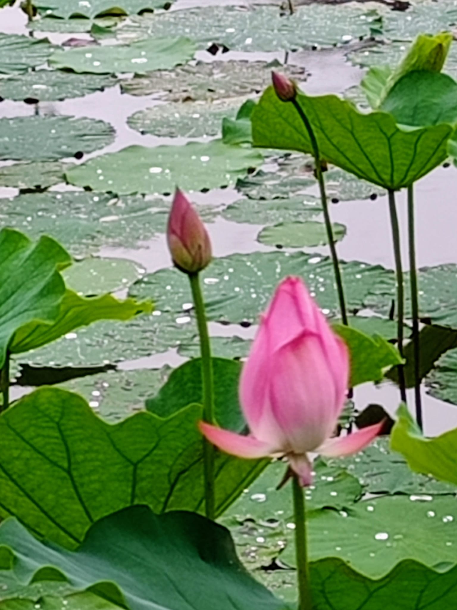 一樣看荷，兩樣情