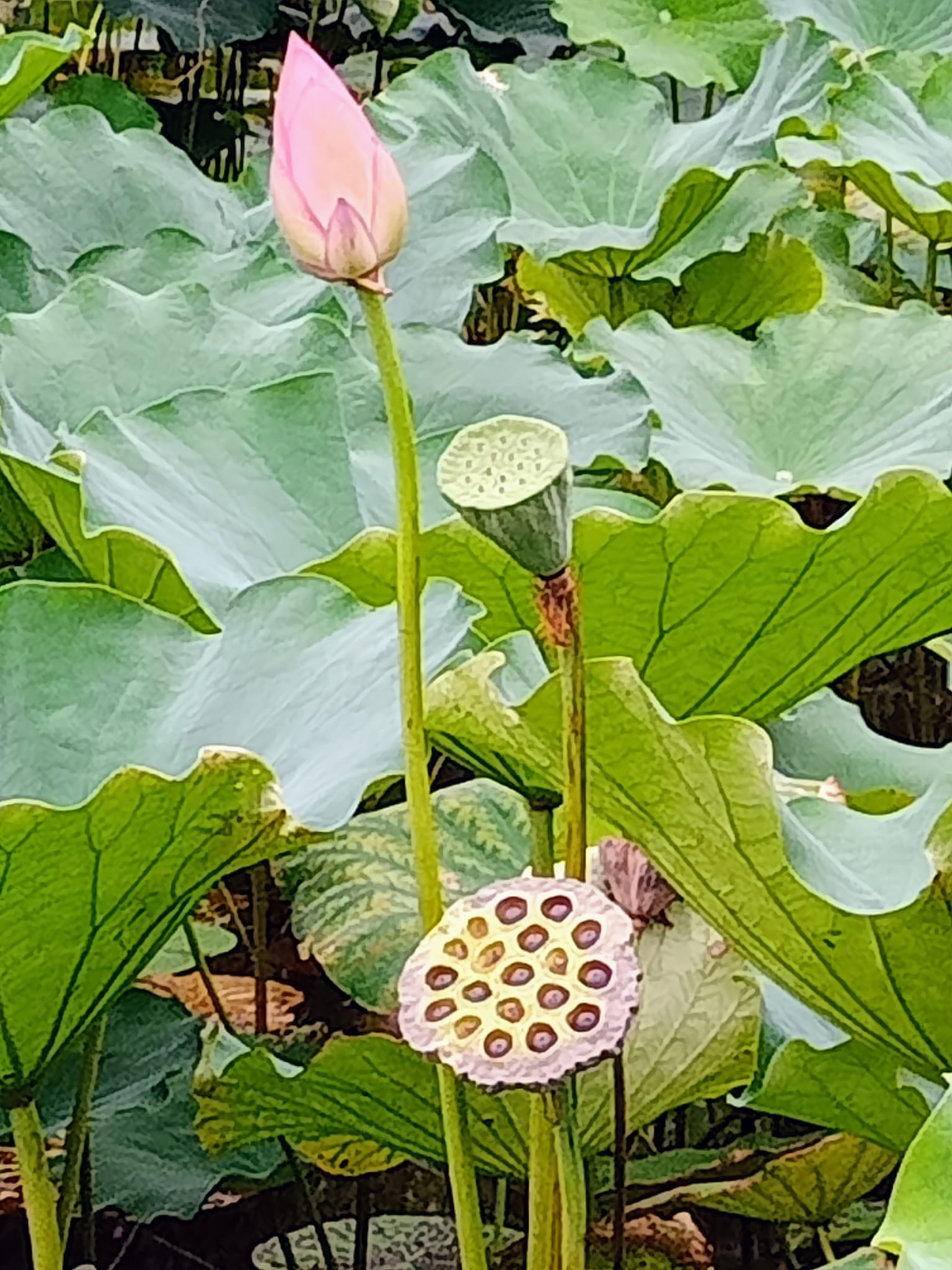 一樣看荷，兩樣情