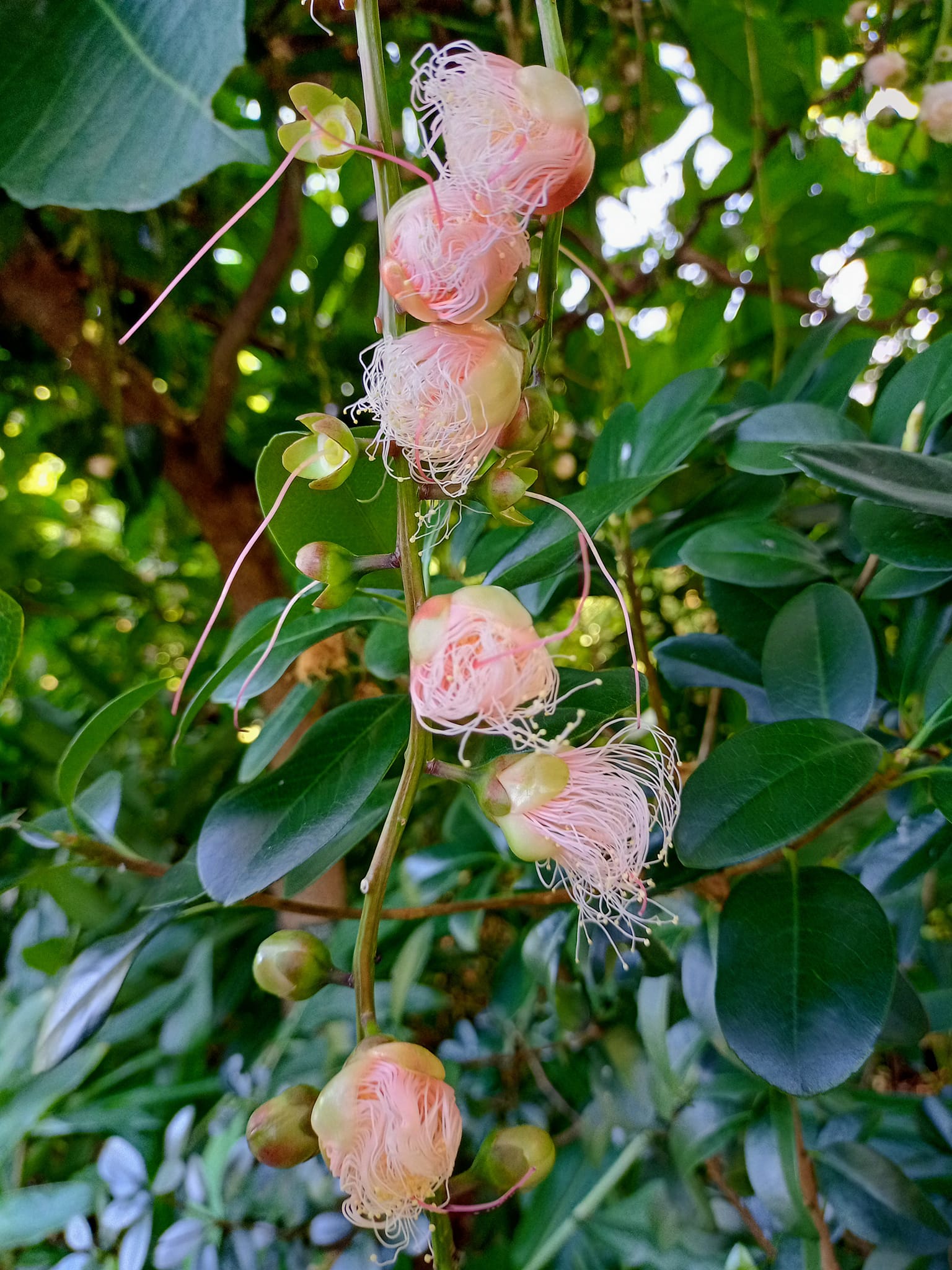 親近“魔鬼花”