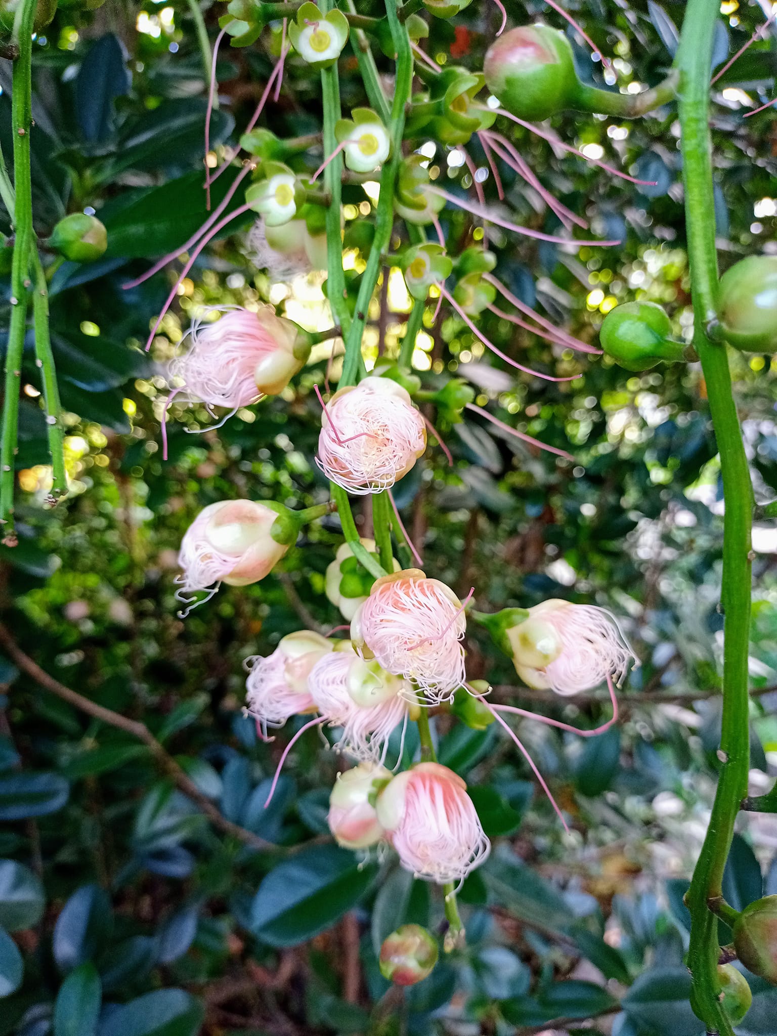 親近“魔鬼花”