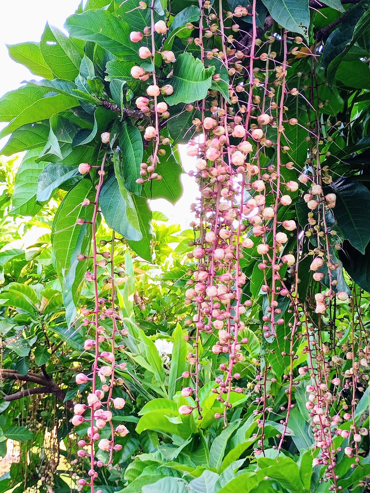 親近“魔鬼花”