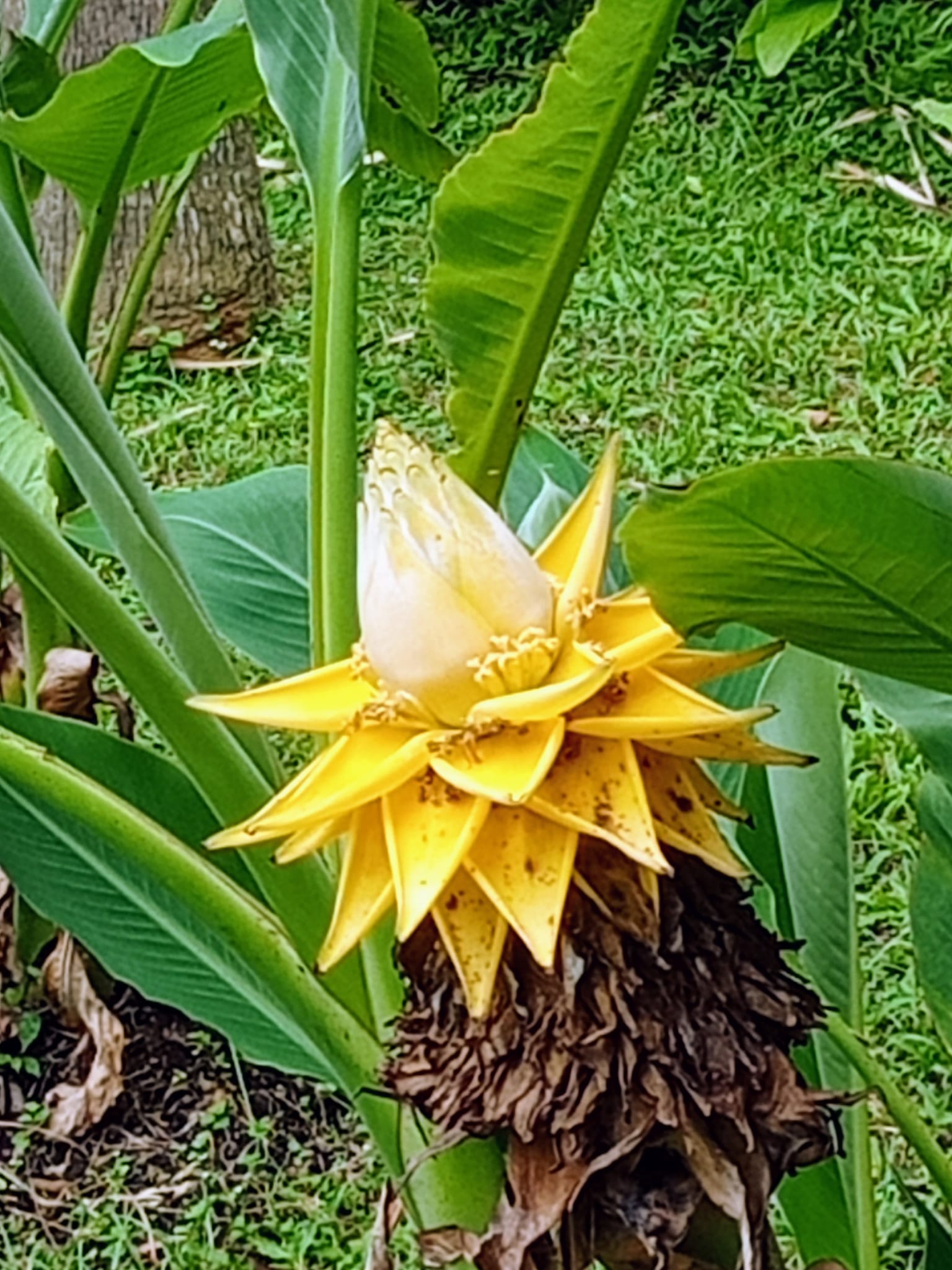 喜遇兩個大吉祥