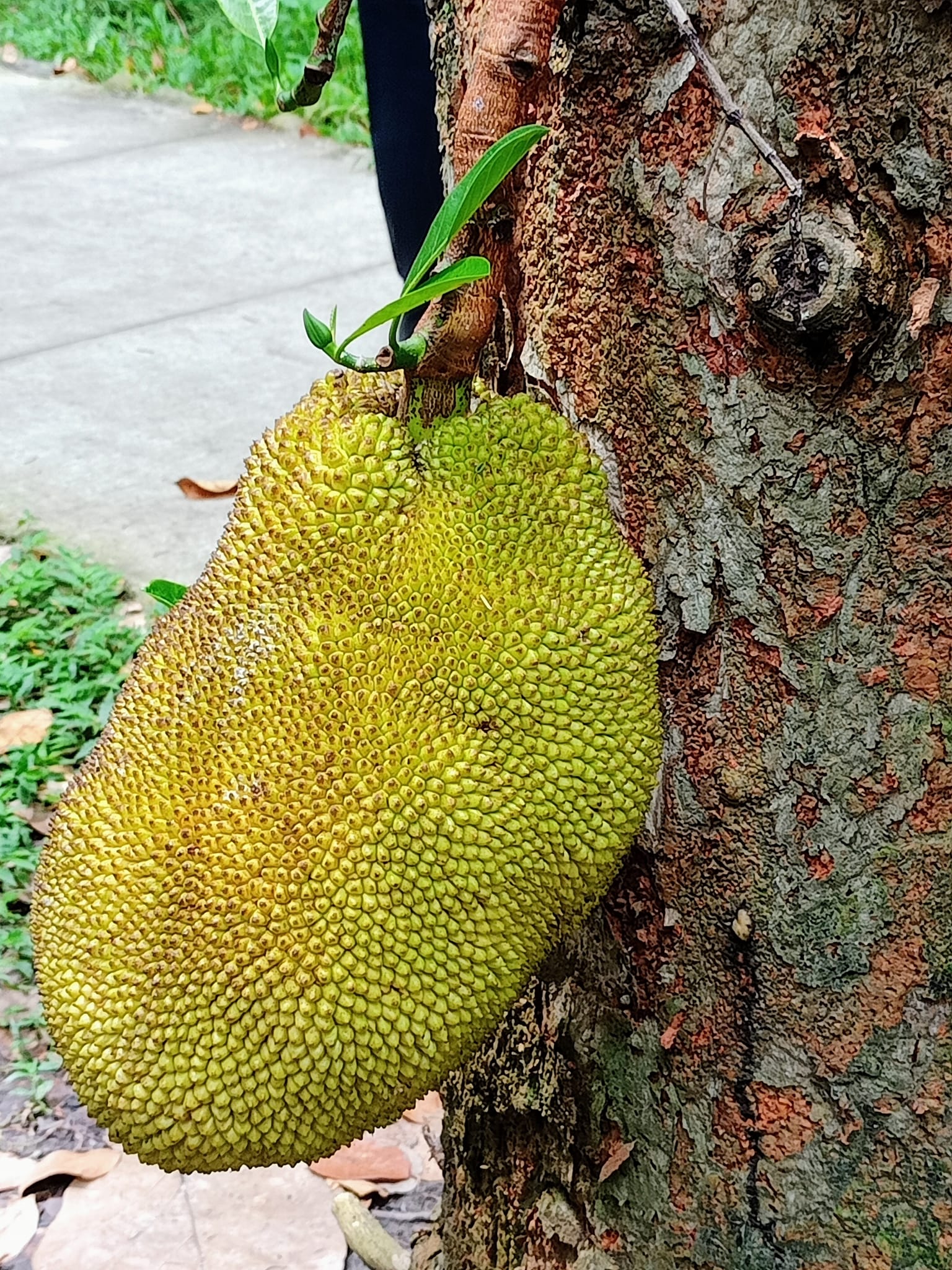 喜遇兩個大吉祥