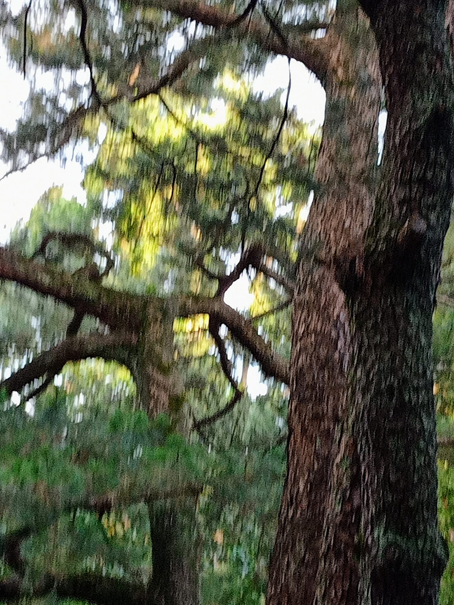 松樹下，養德養壽