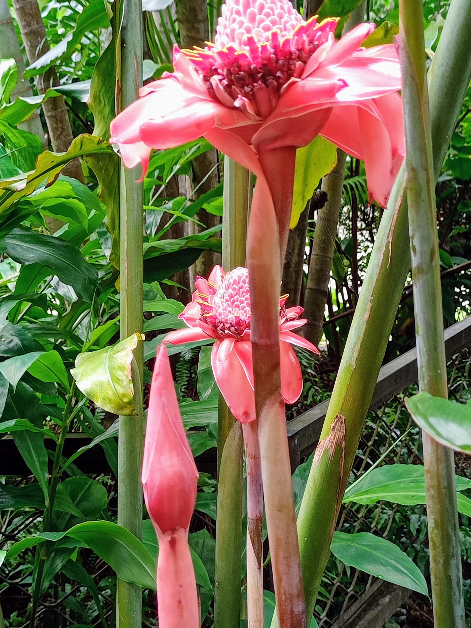 我愛瓷玫瑰乍看到瓷玫瑰這種花，