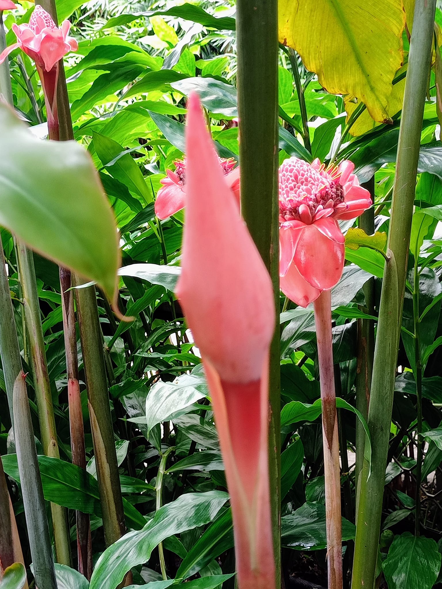 我愛瓷玫瑰乍看到瓷玫瑰這種花，