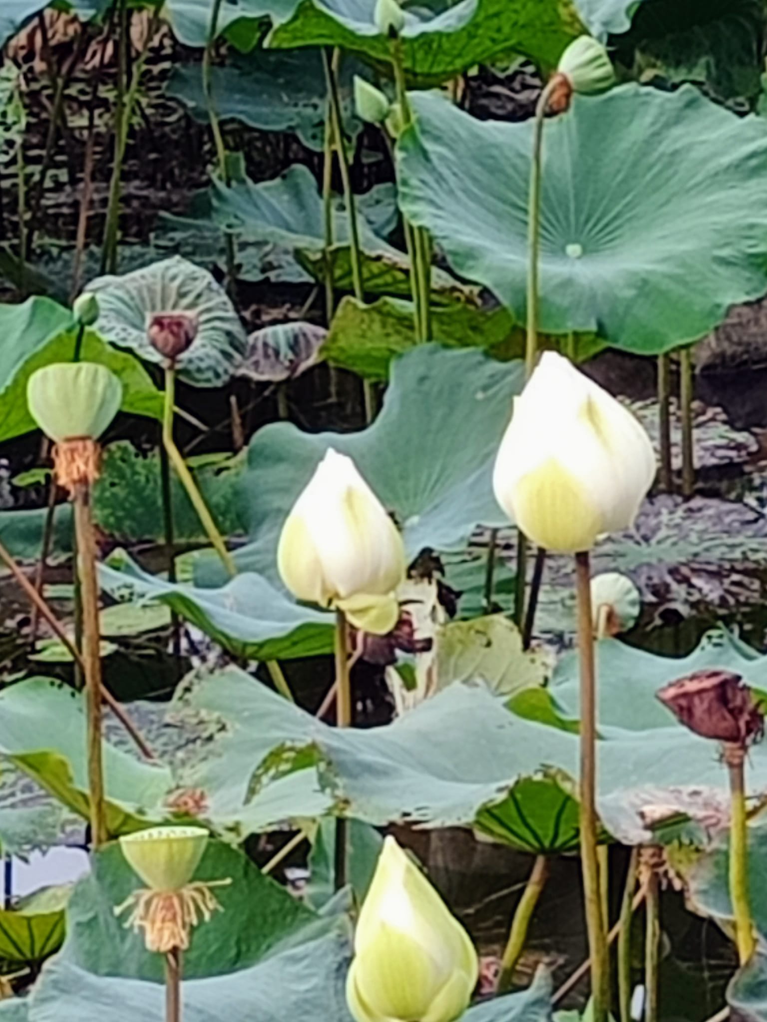 驚艷！白蓮花開