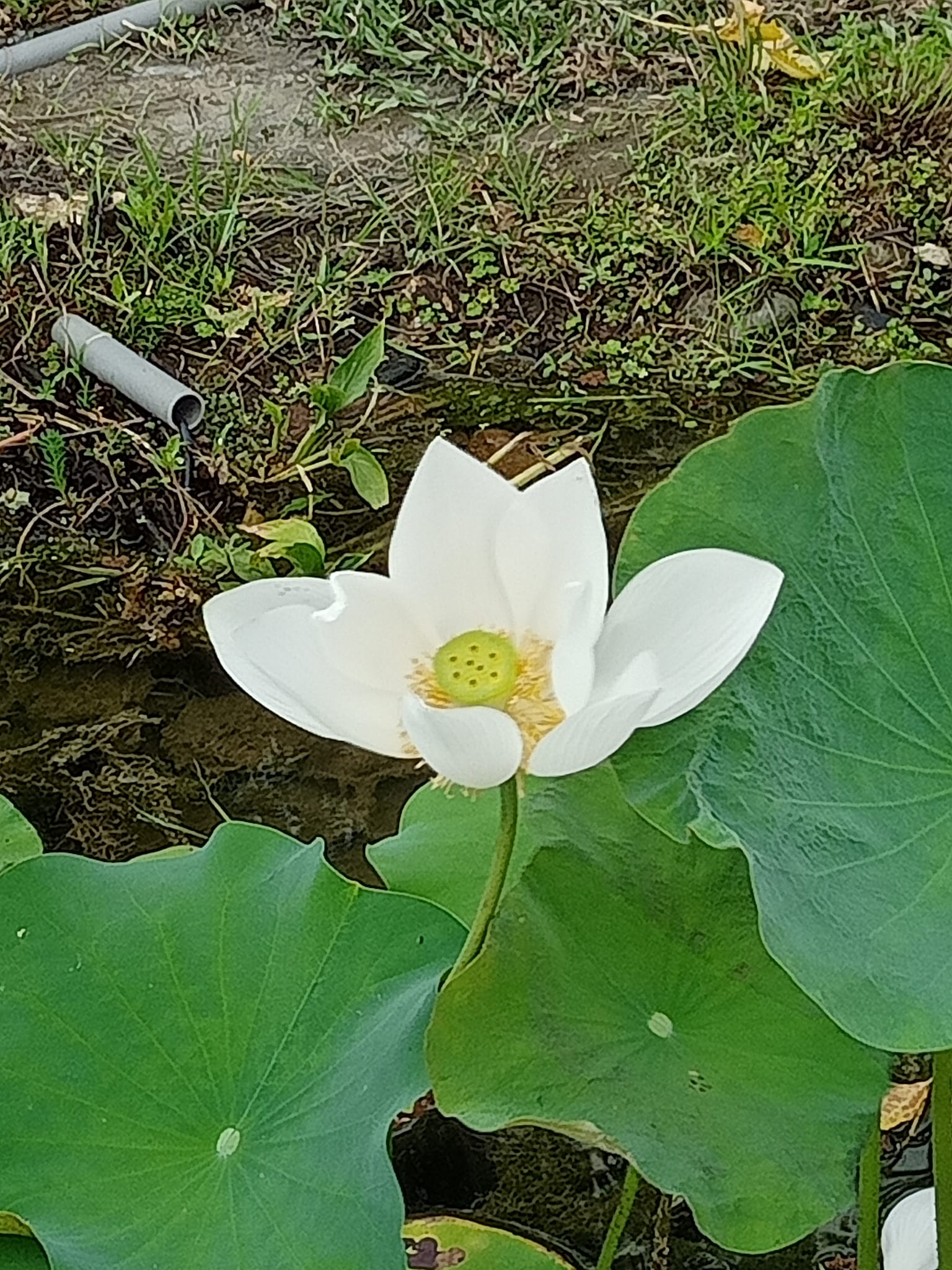 驚艷！白蓮花開