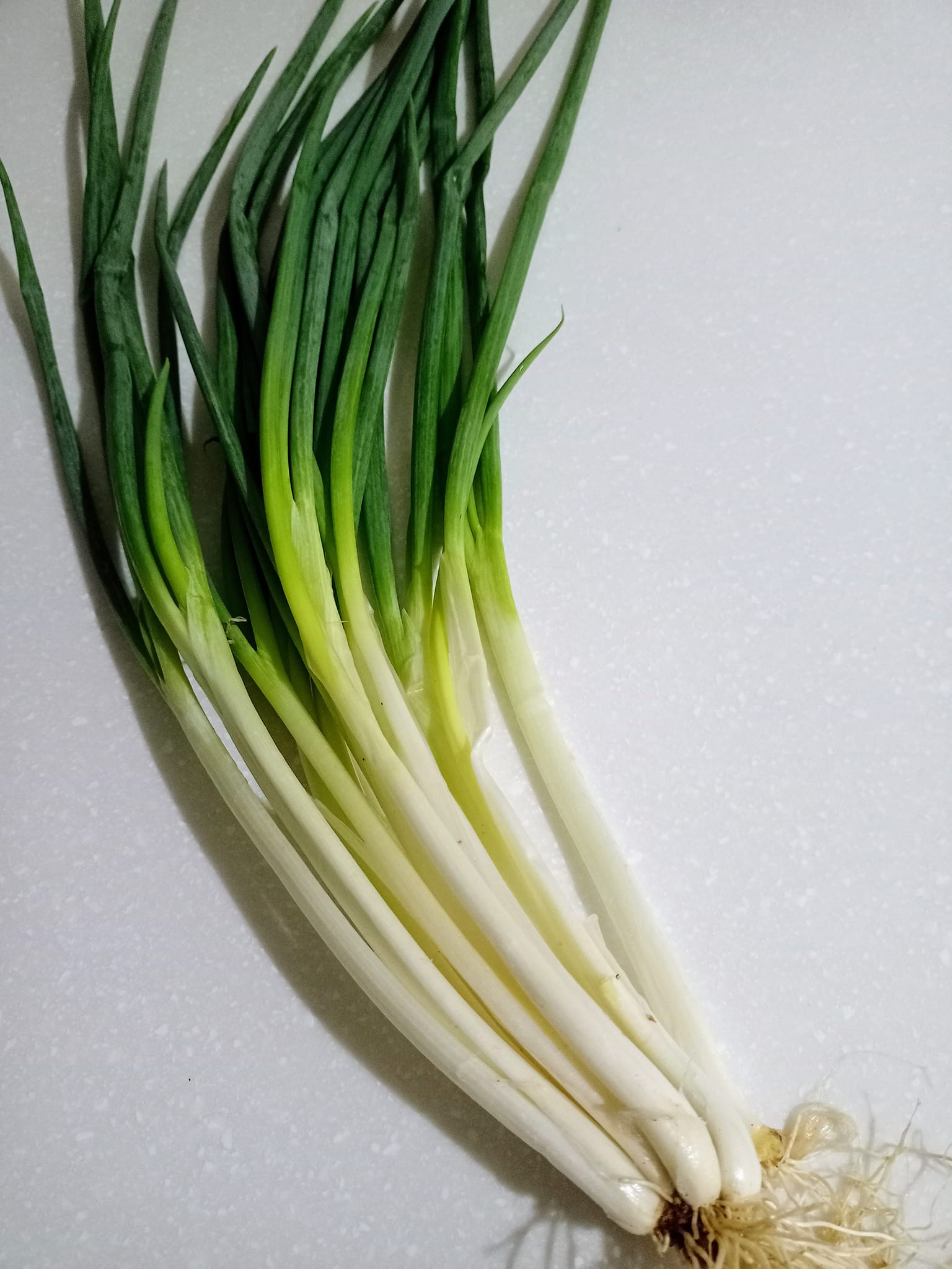 “和事草”就是這把蔥