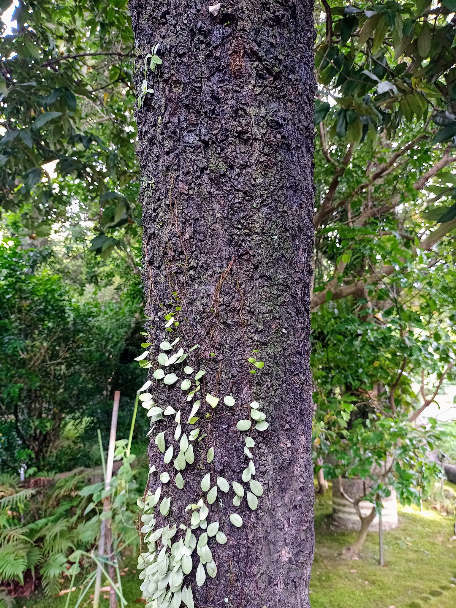 毛柿：神的果實