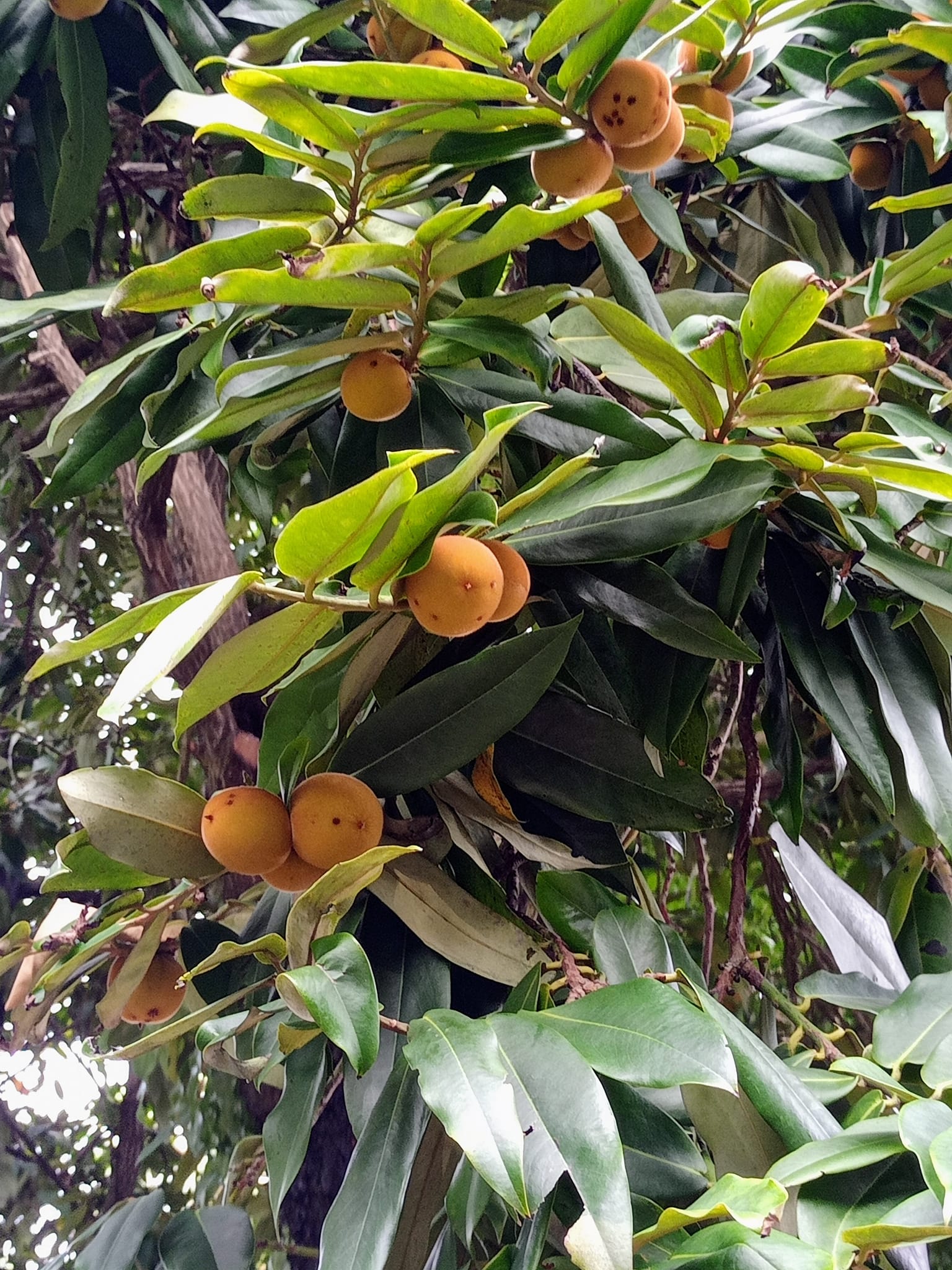 毛柿：神的果實