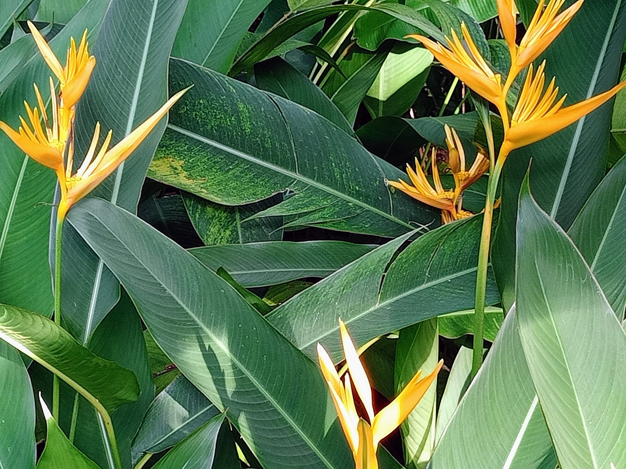 黃鸝鳥蕉花開時