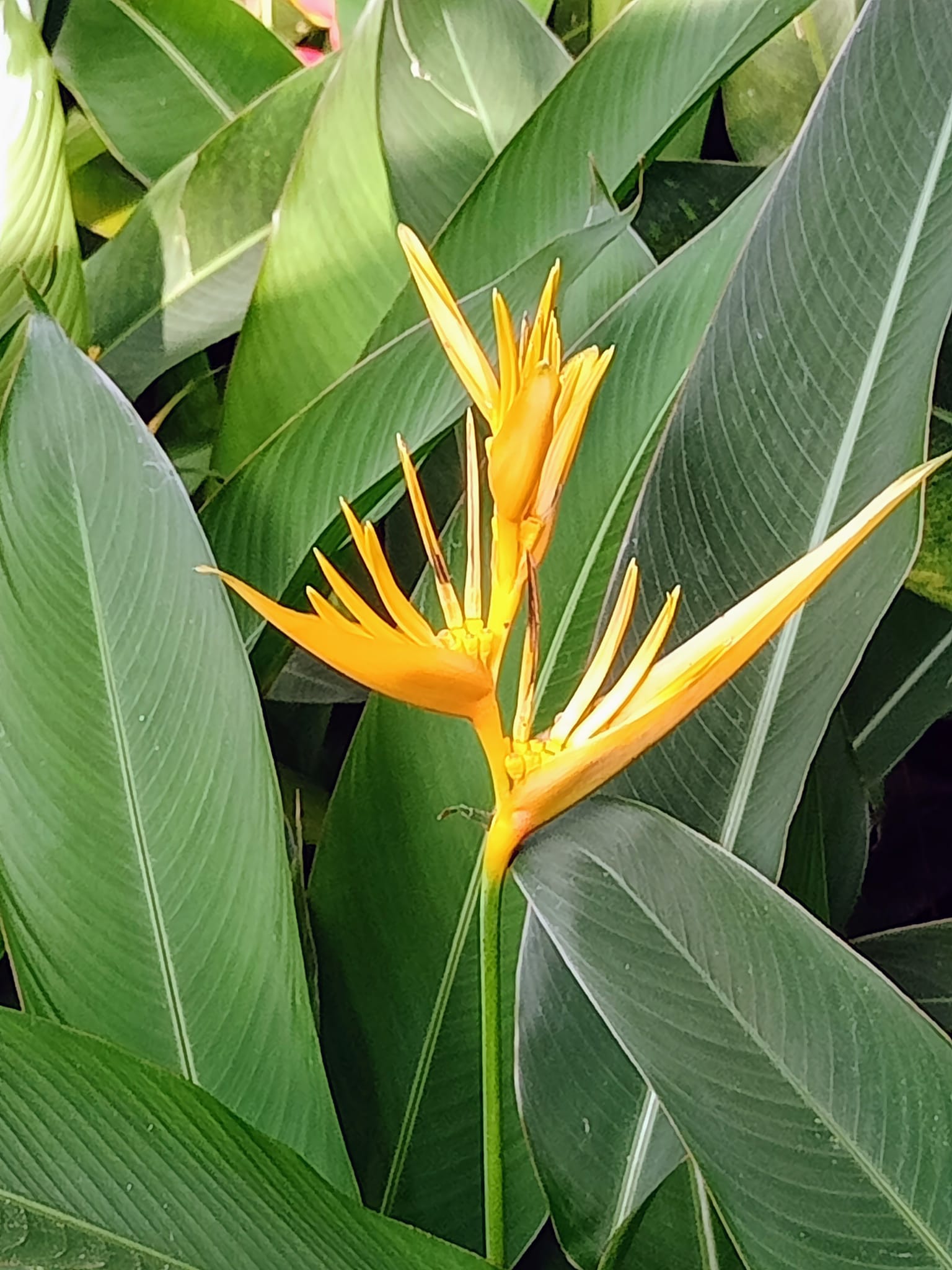 黃鸝鳥蕉花開時