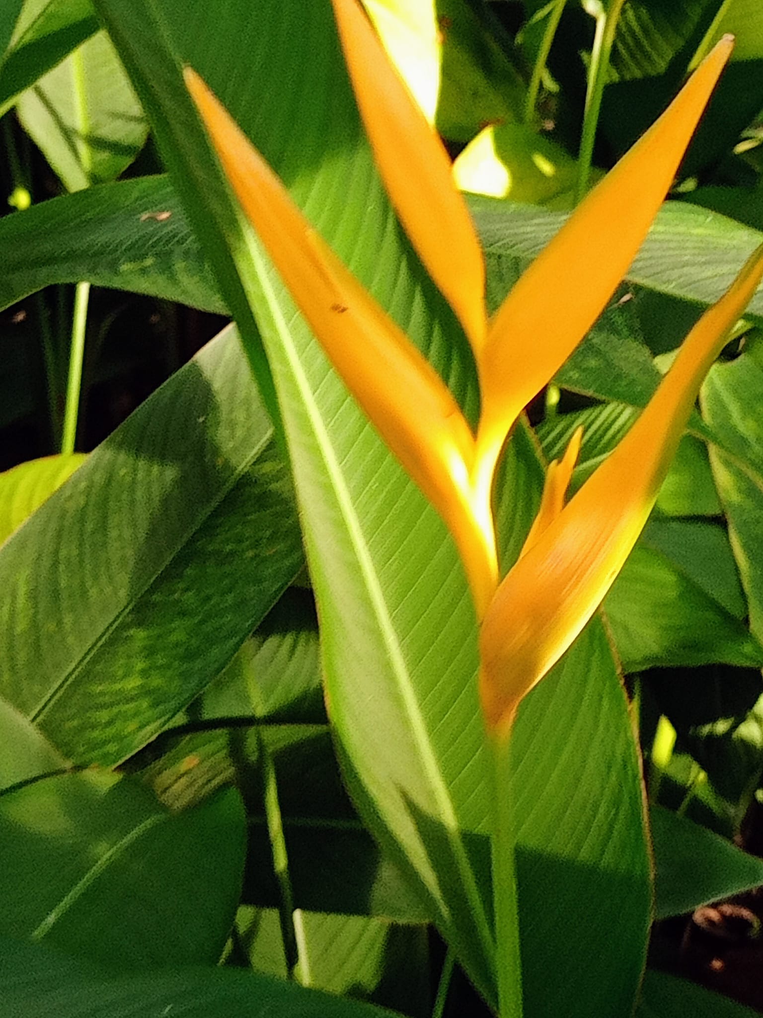 黃鸝鳥蕉花開時