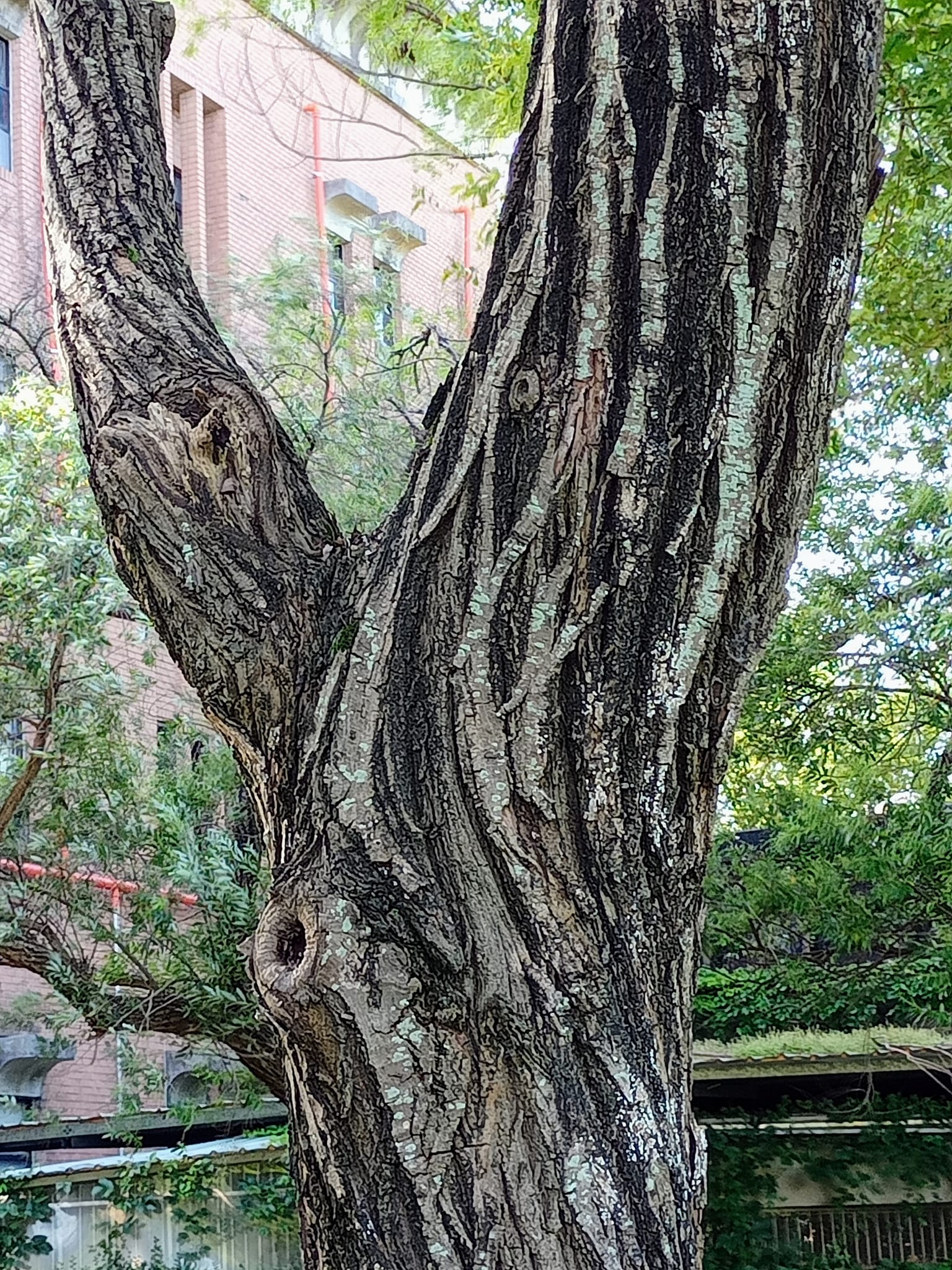 水柳條枝向上舉