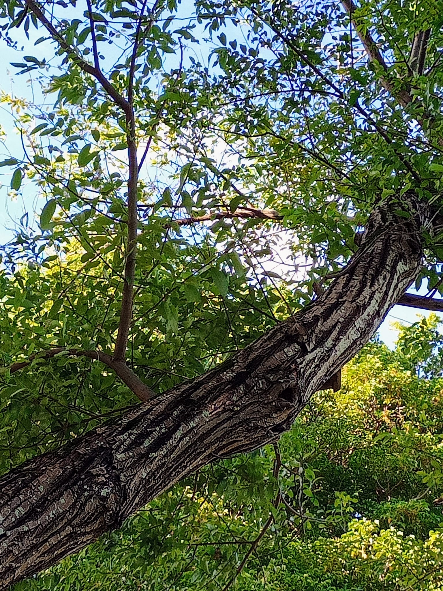 水柳條枝向上舉