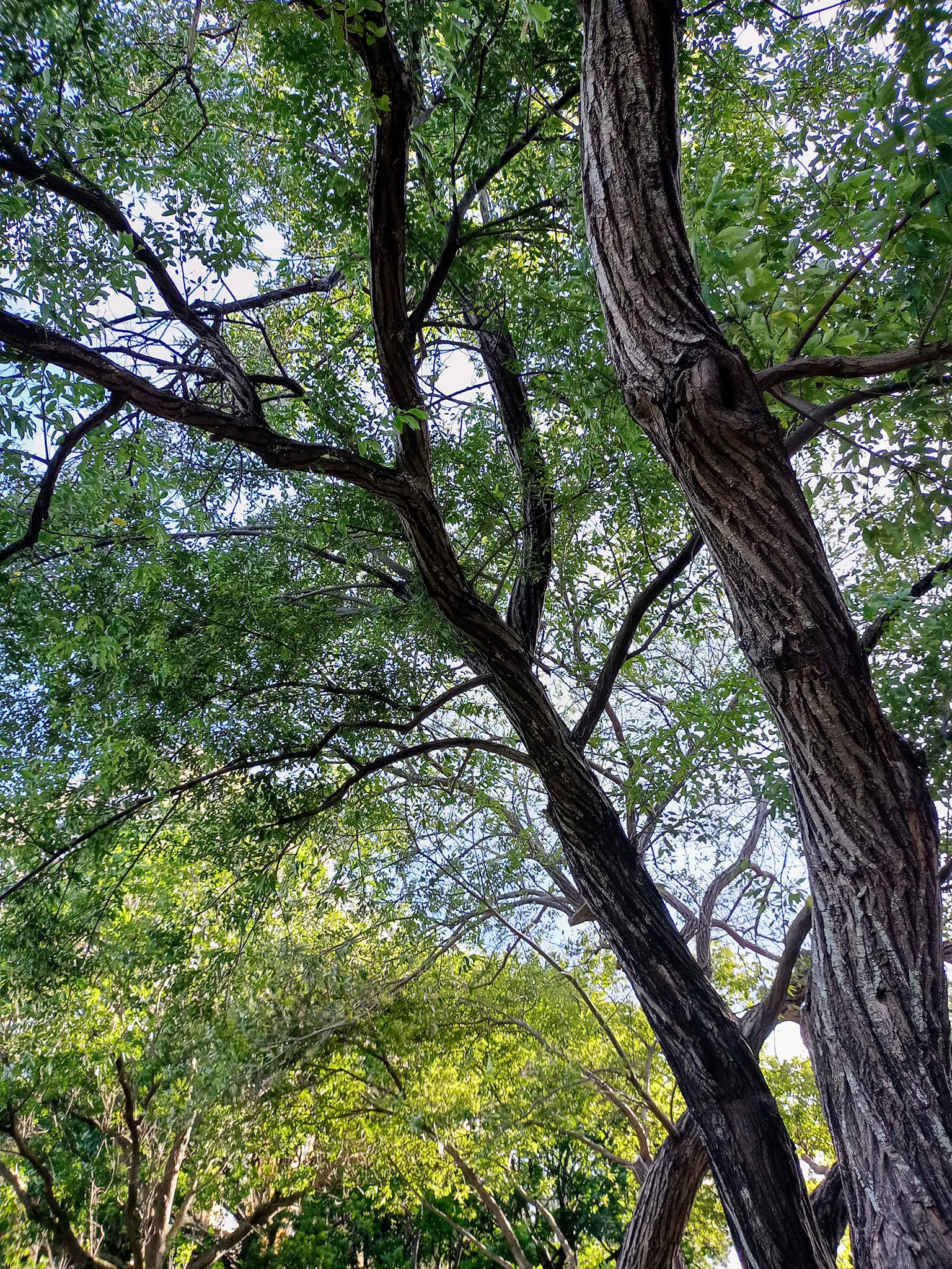 水柳條枝向上舉