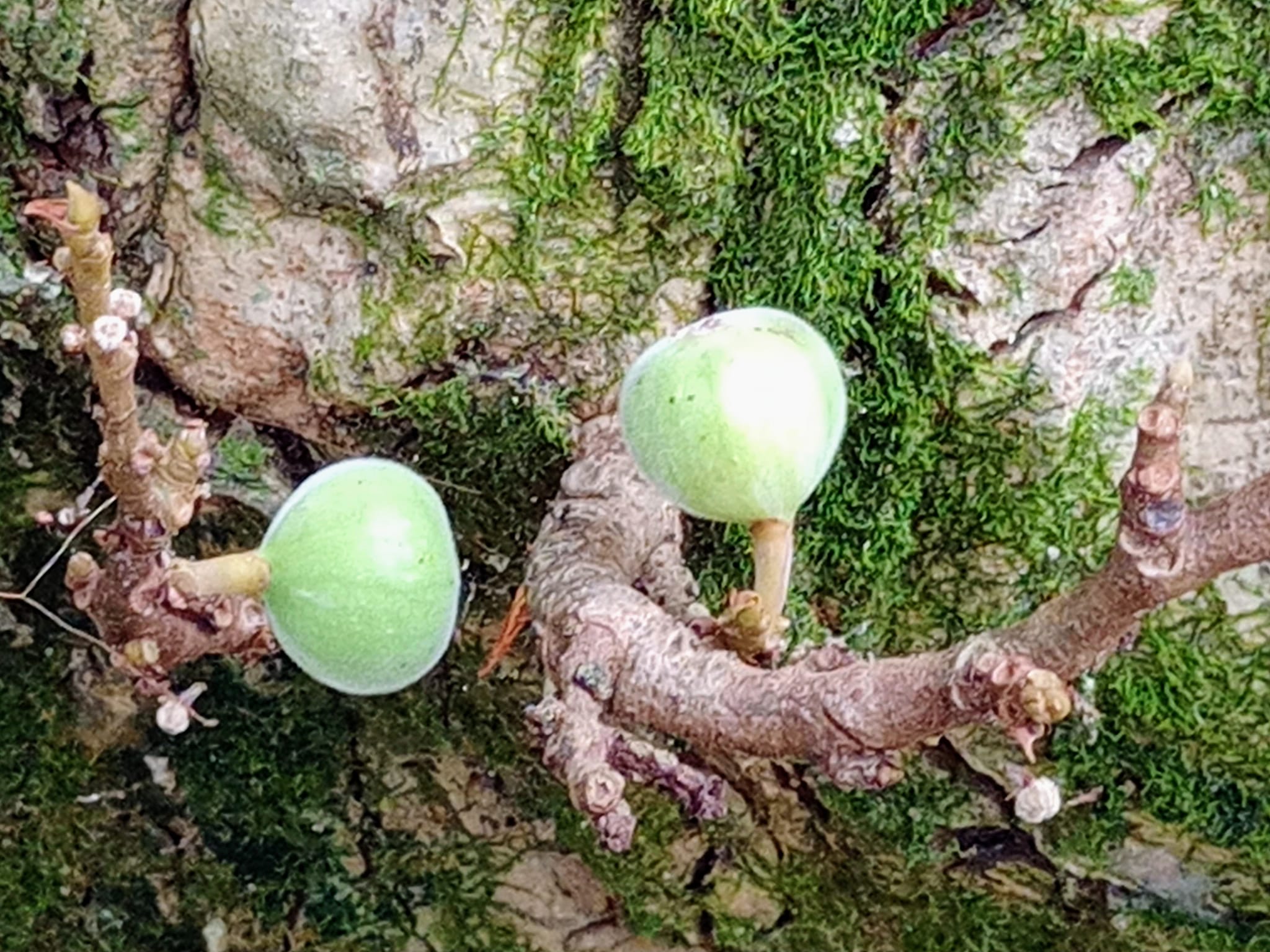 三千年開花誤會啦