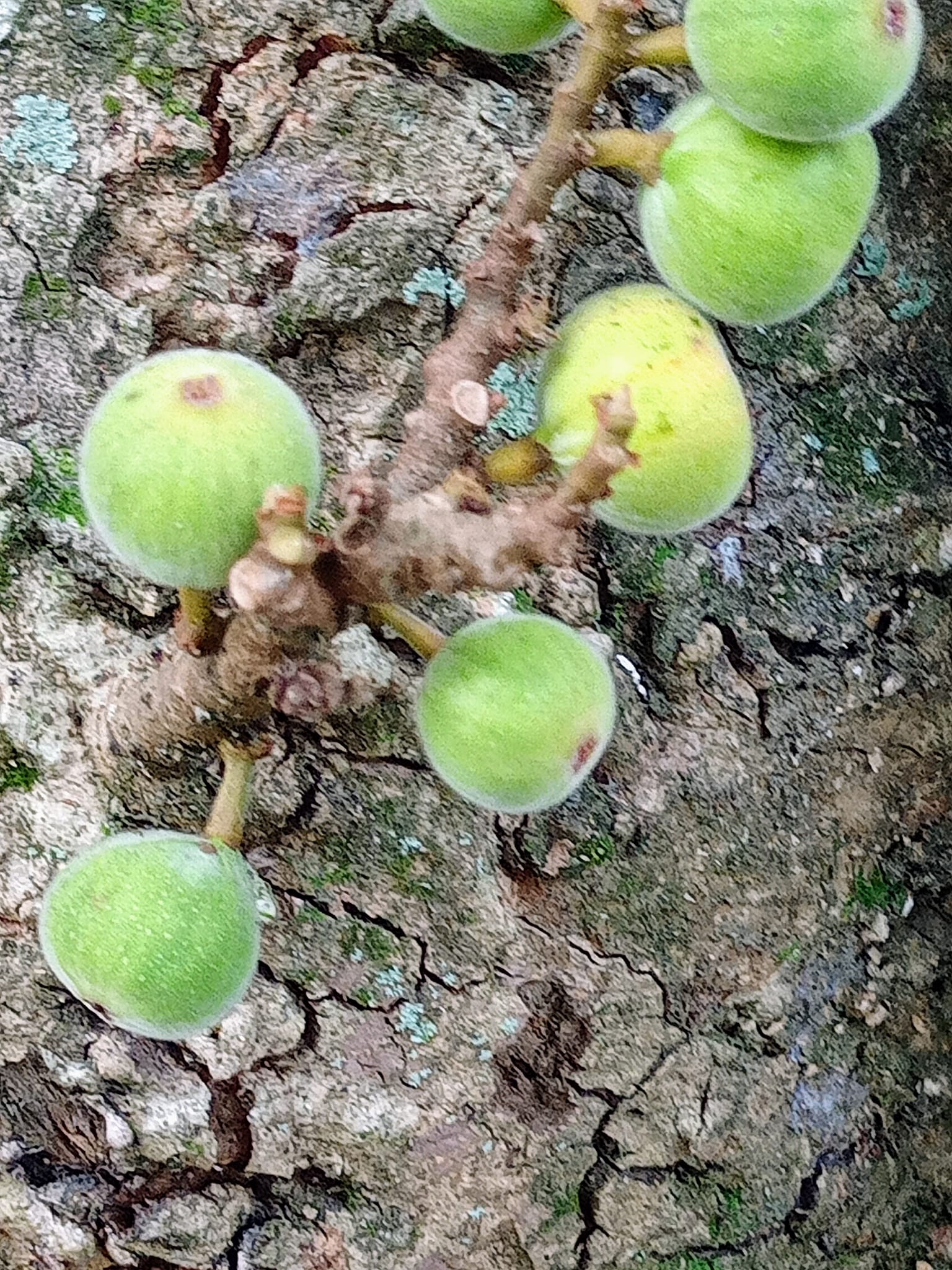 三千年開花誤會啦