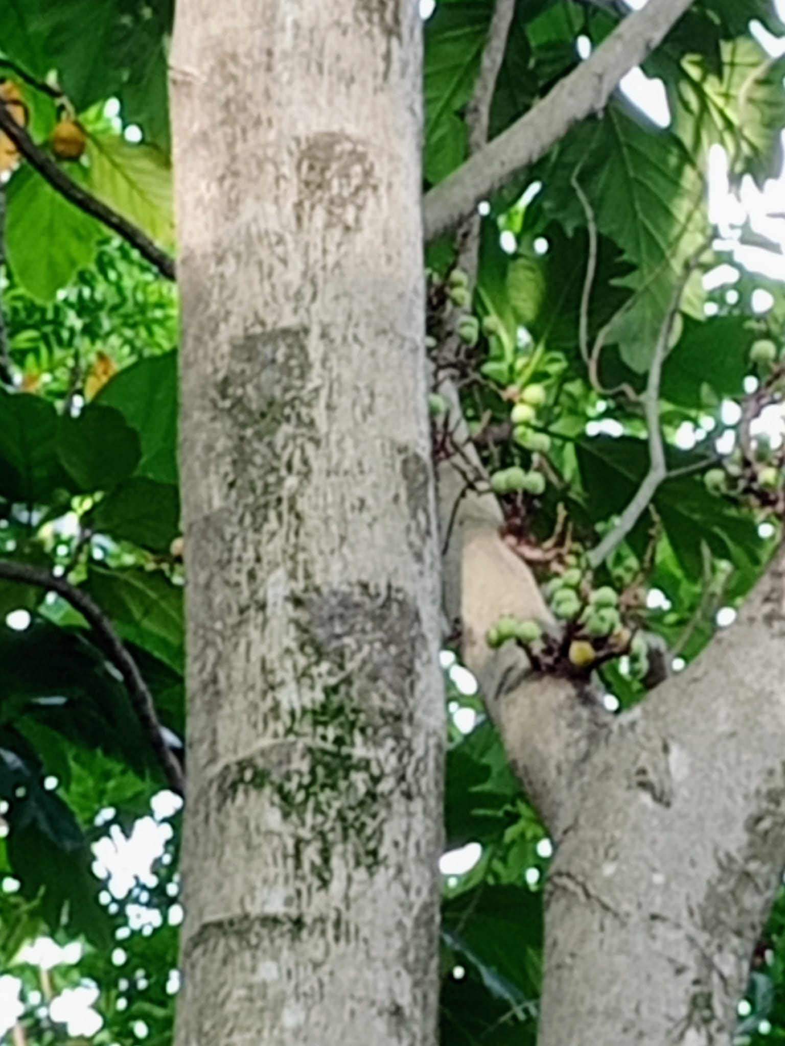 三千年開花誤會啦