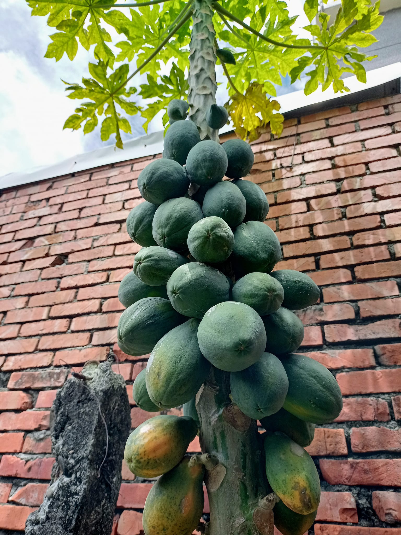 驚艷“萬壽果”