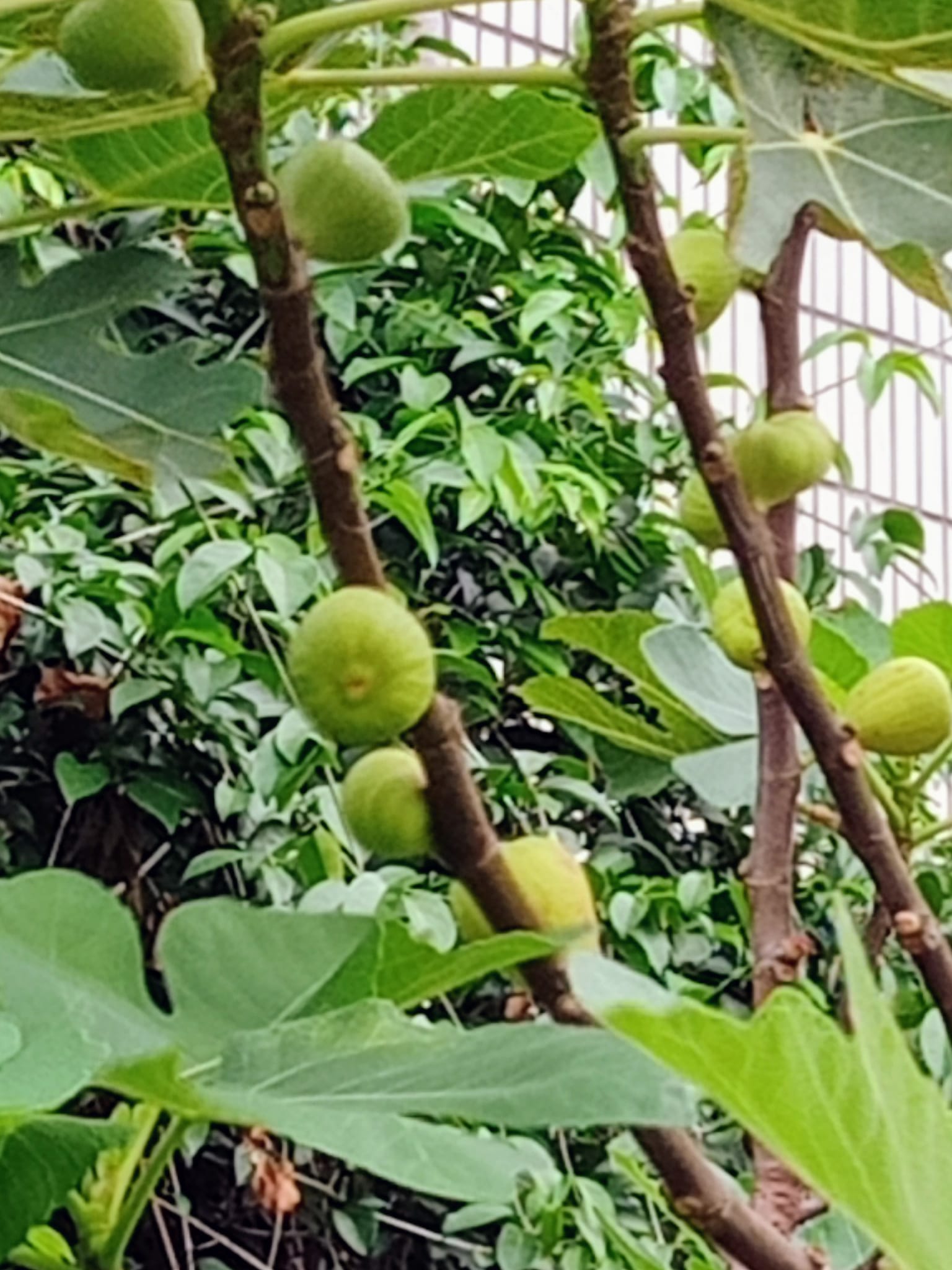 看到無花果想到吳濁流