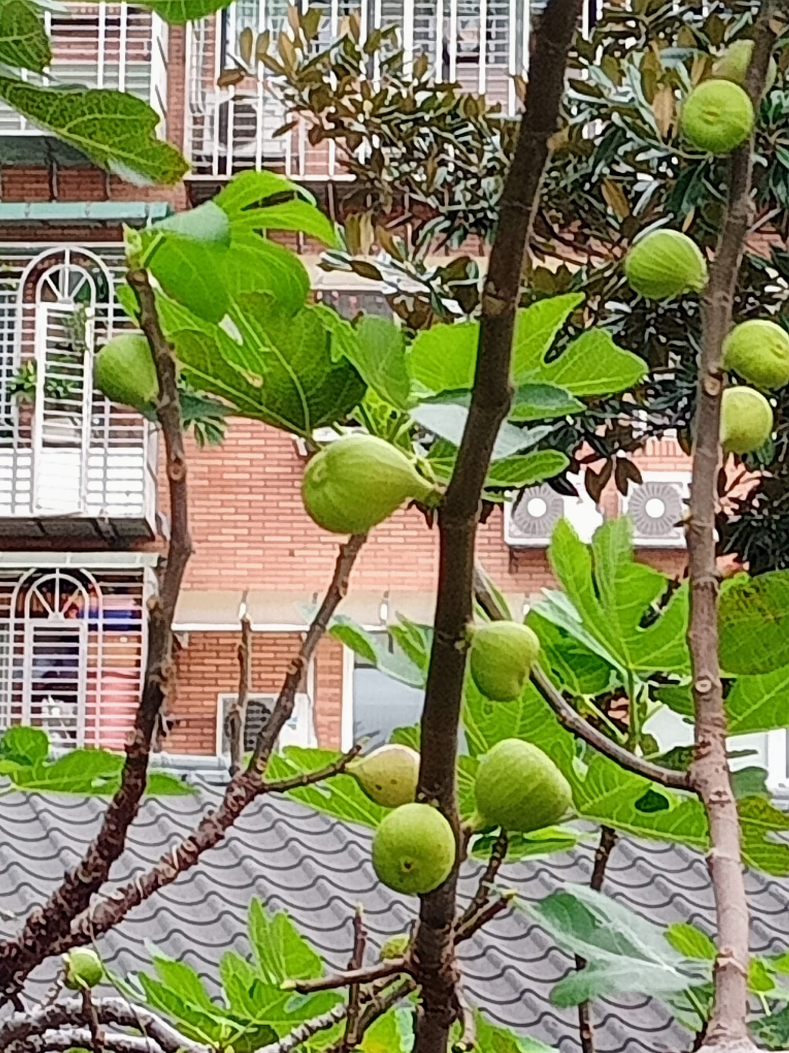 看到無花果想到吳濁流