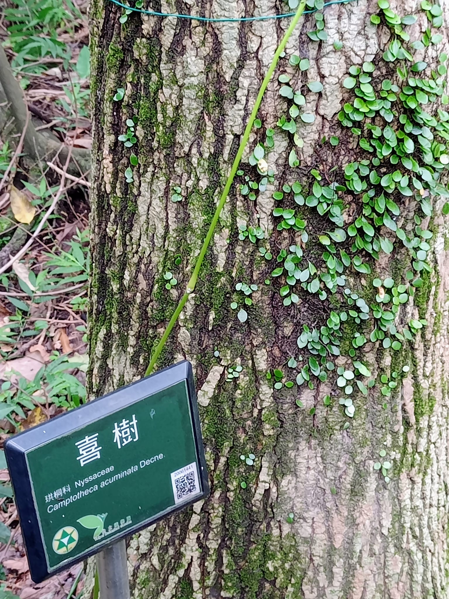 喜樹下的喜悅和震撼