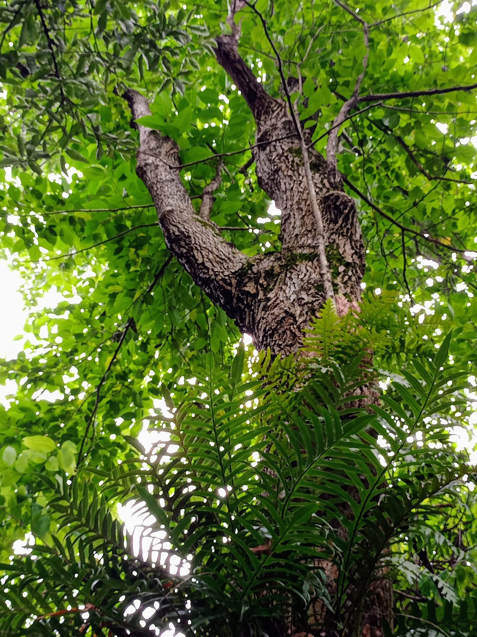 喜樹下的喜悅和震撼