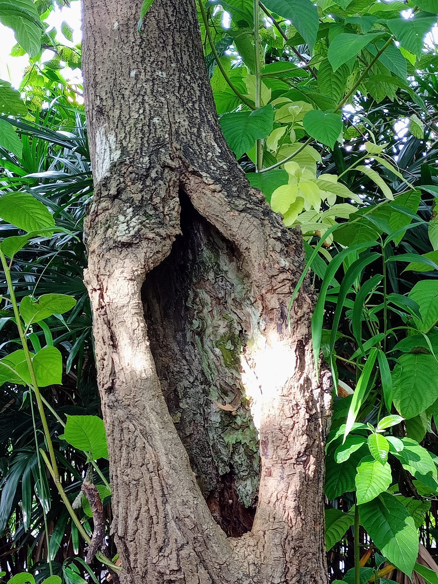 喜樹下的喜悅和震撼