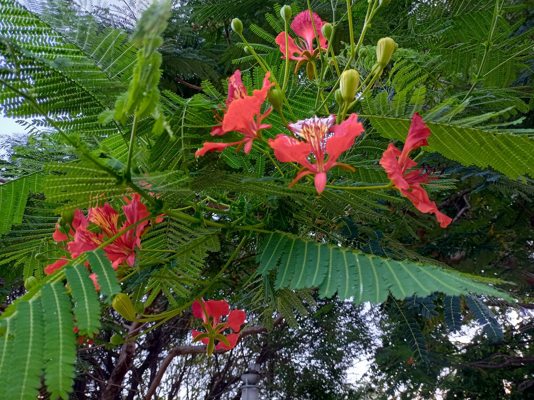 遲到的鳳凰花開