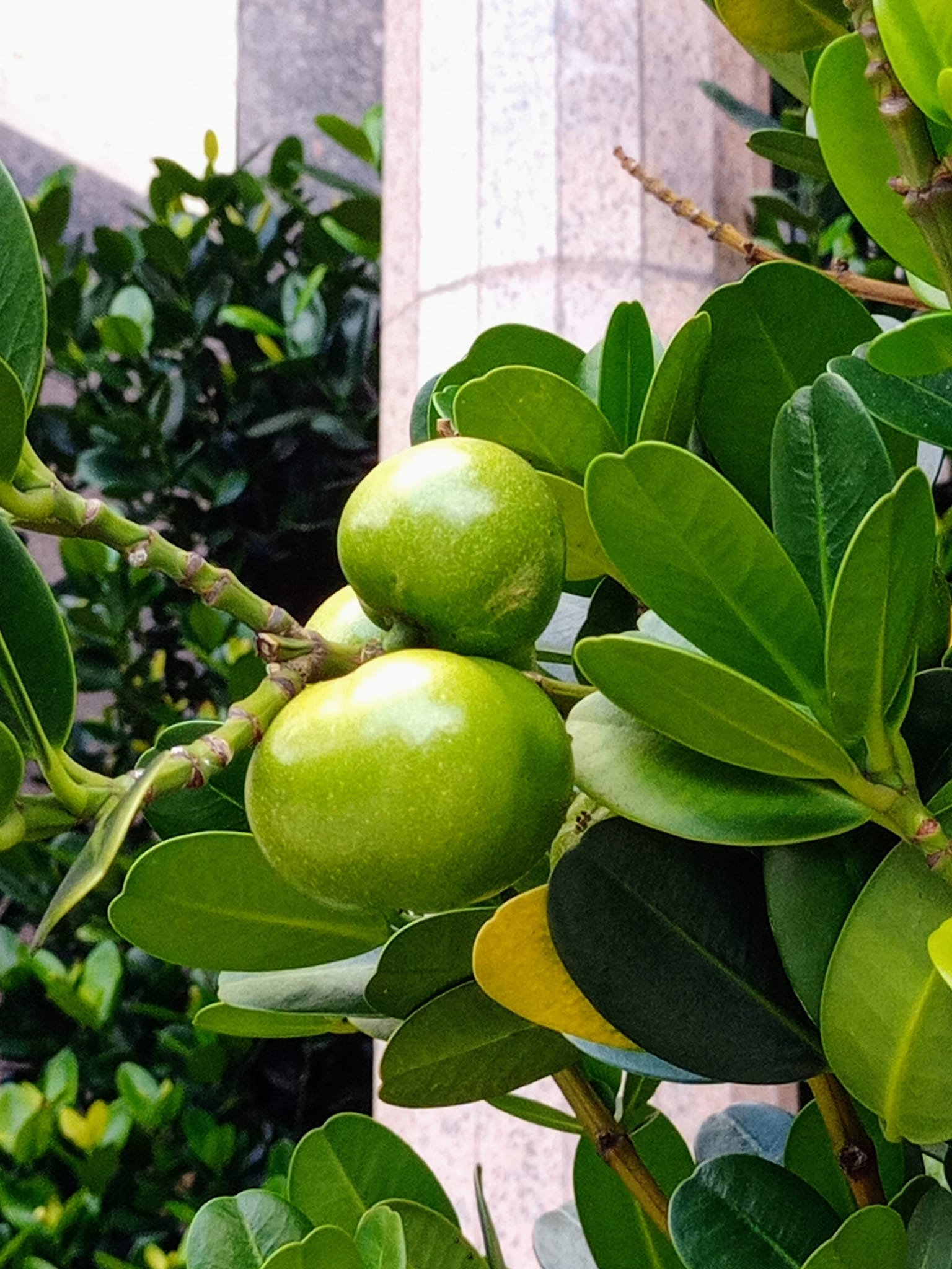 福木結福果見者福氣啦