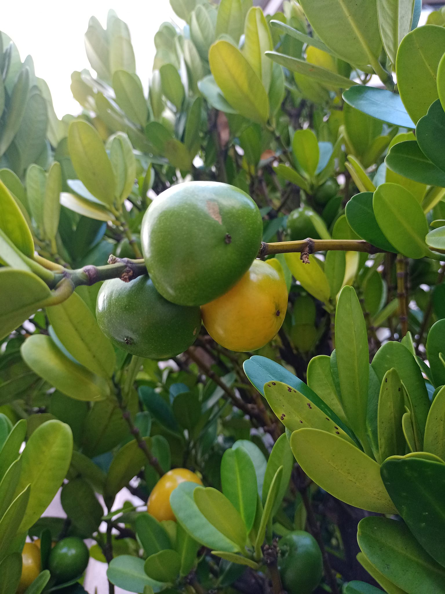 福木結福果見者福氣啦