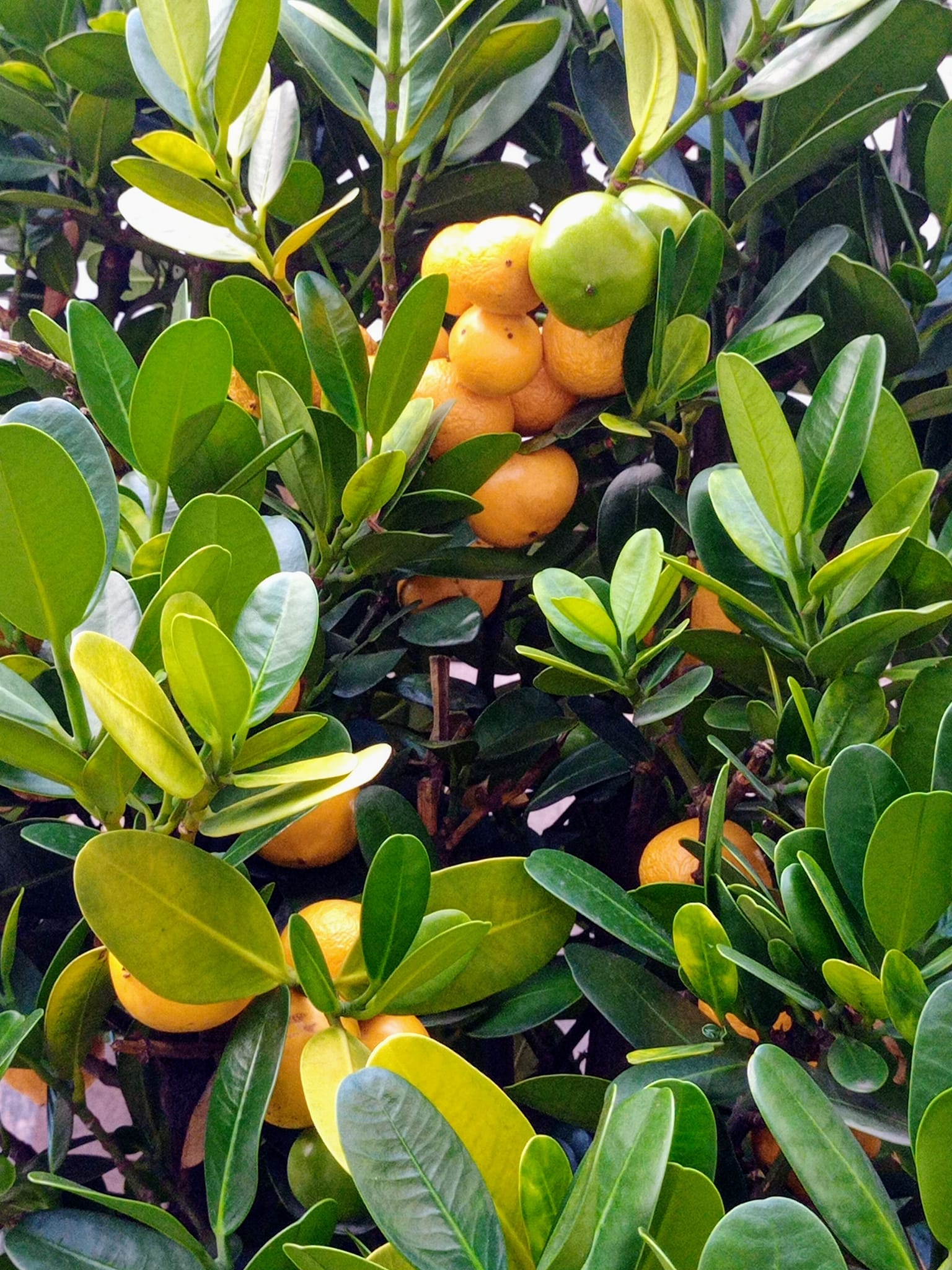 福木結福果見者福氣啦