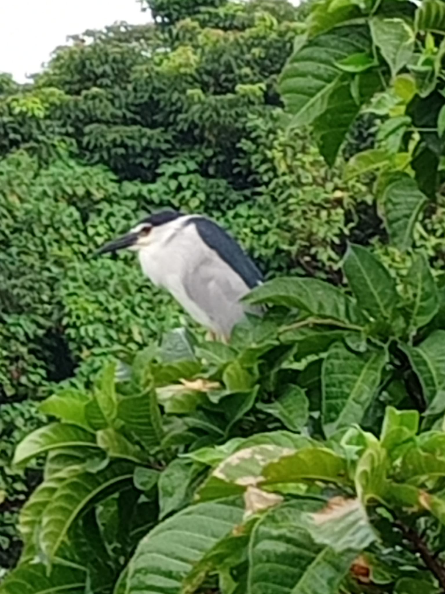 歌唱遠方的故鄉