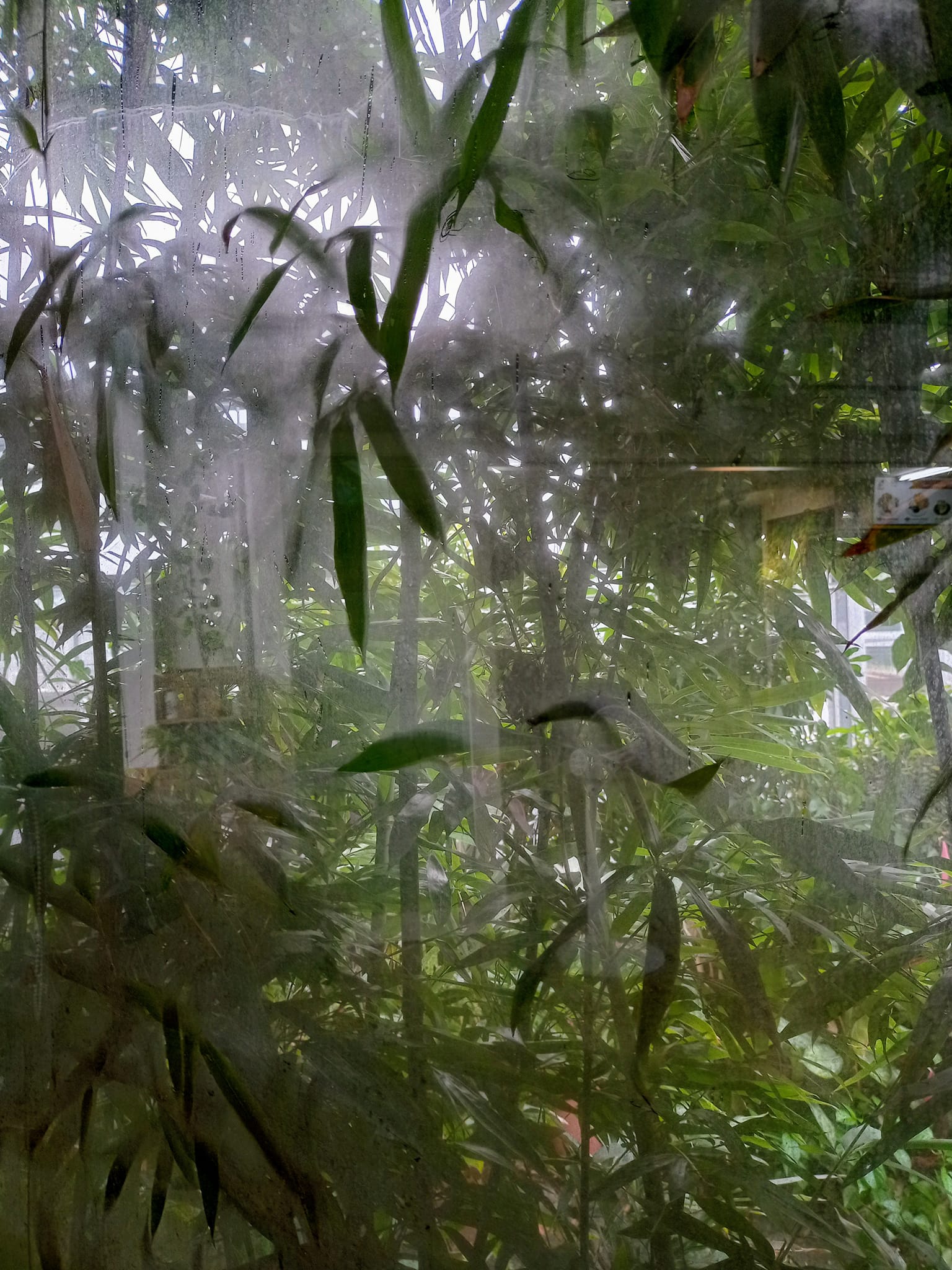 雷陣雨竹景想到鄭板橋