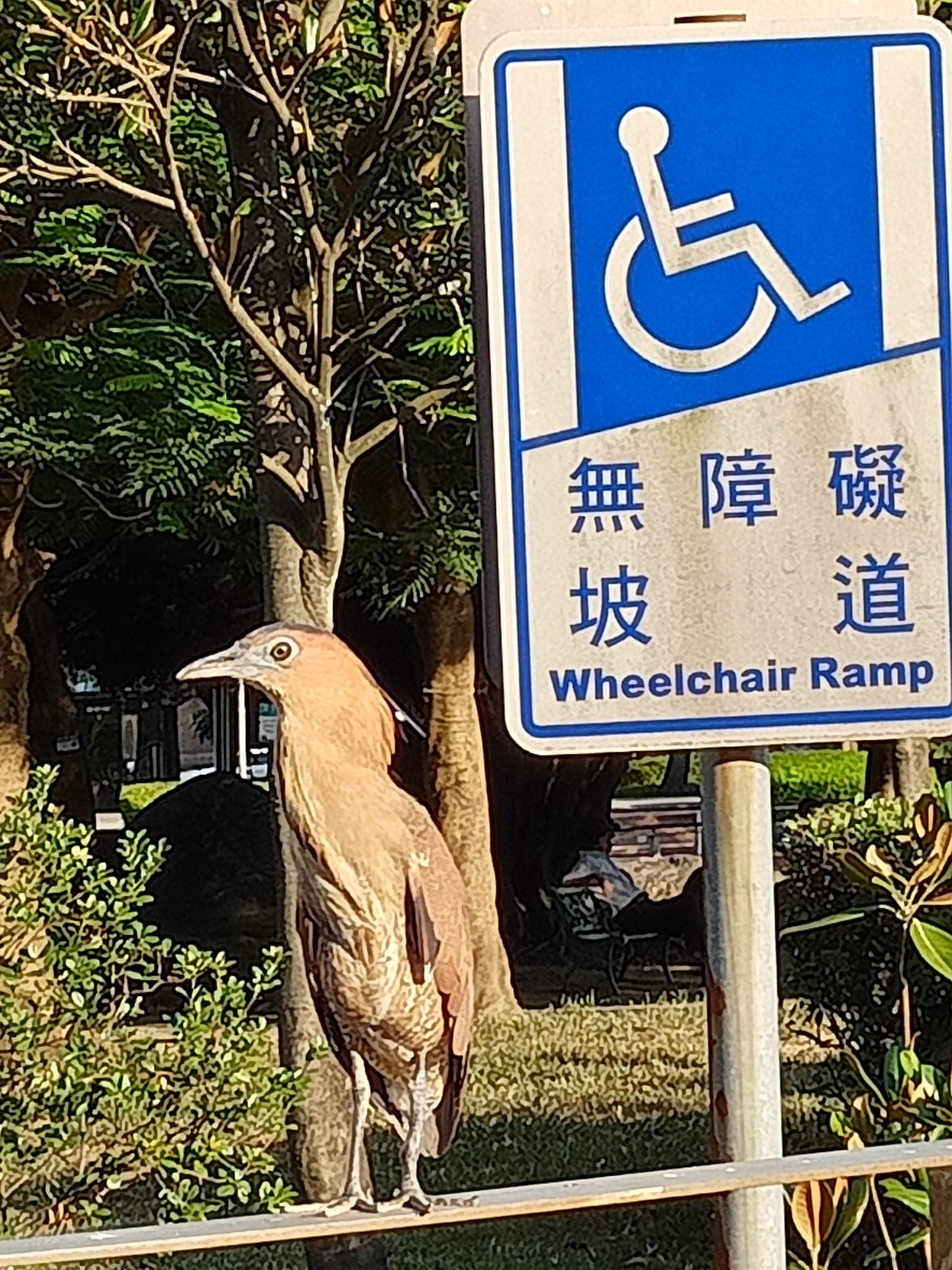 由我來守護無障礙坡道