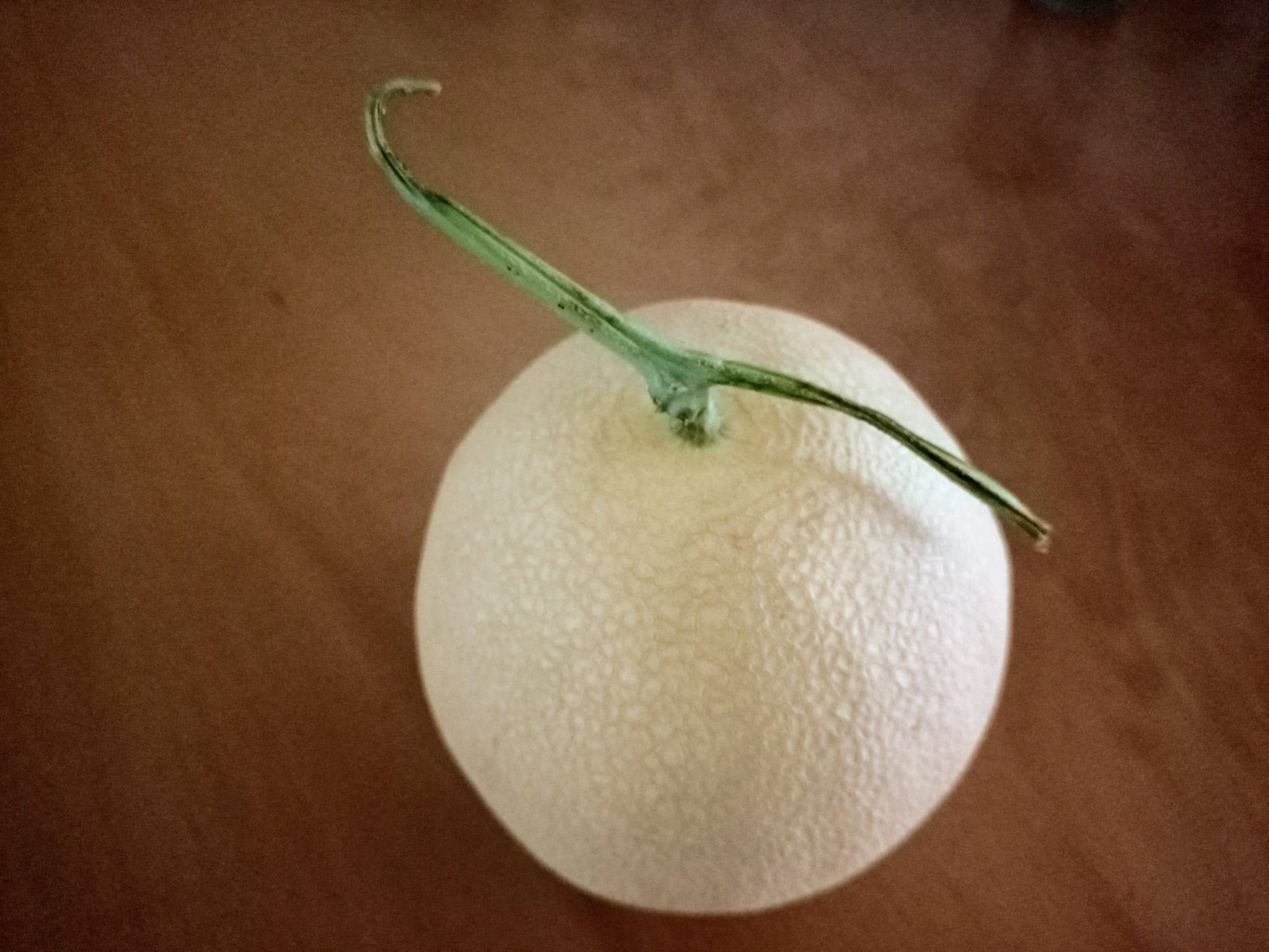 美麗的錯誤哈蜜瓜與哈密瓜