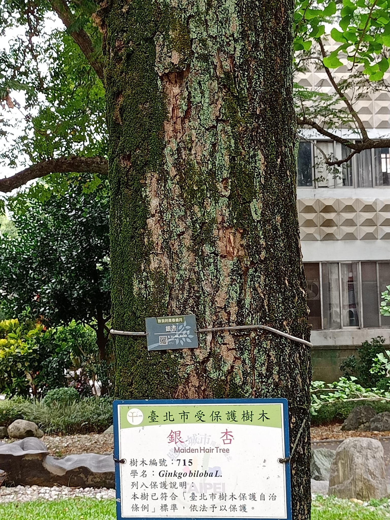 公孫樹銀杏最古老樹種之一