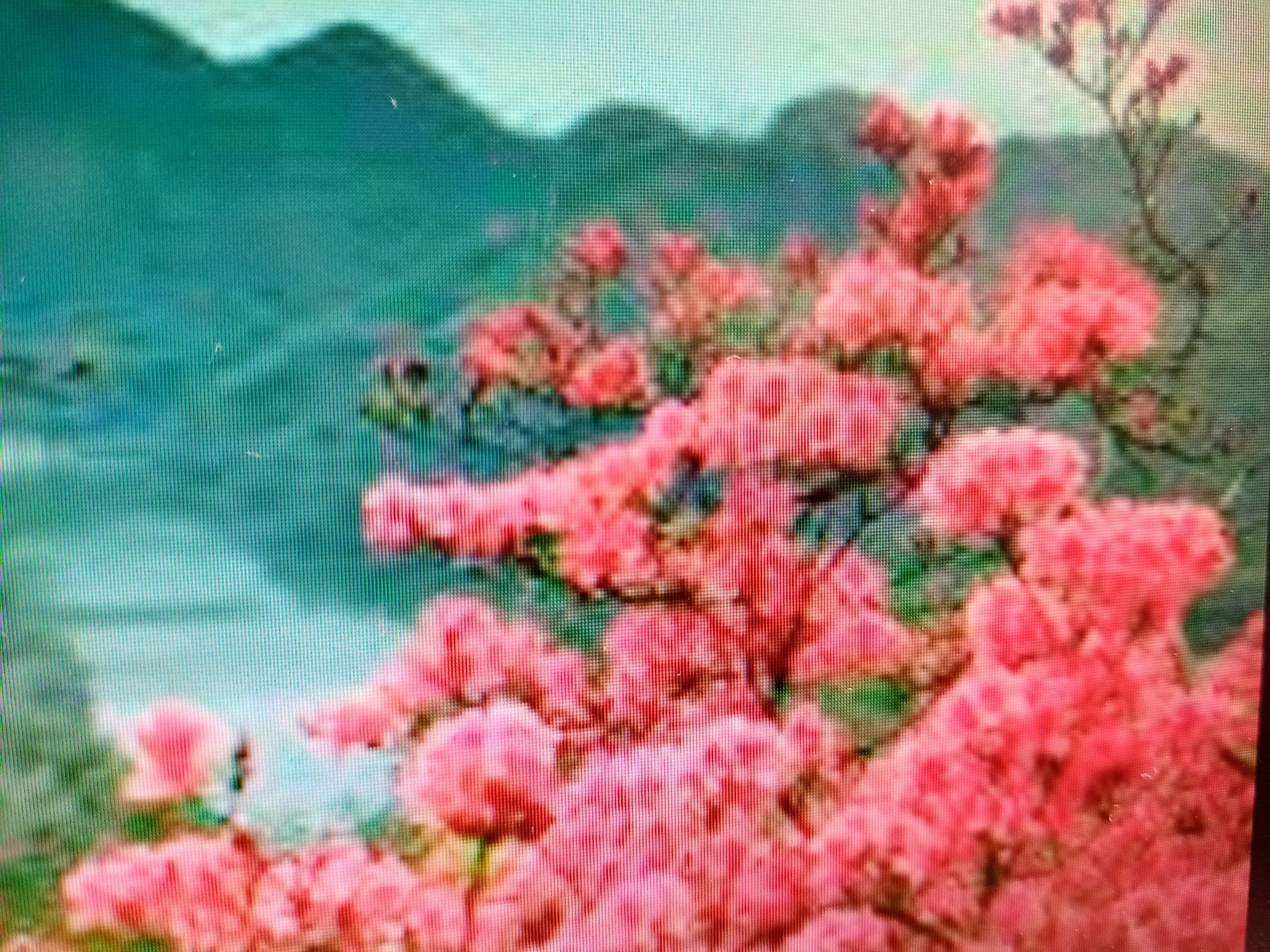 國宴之曲“映山紅”