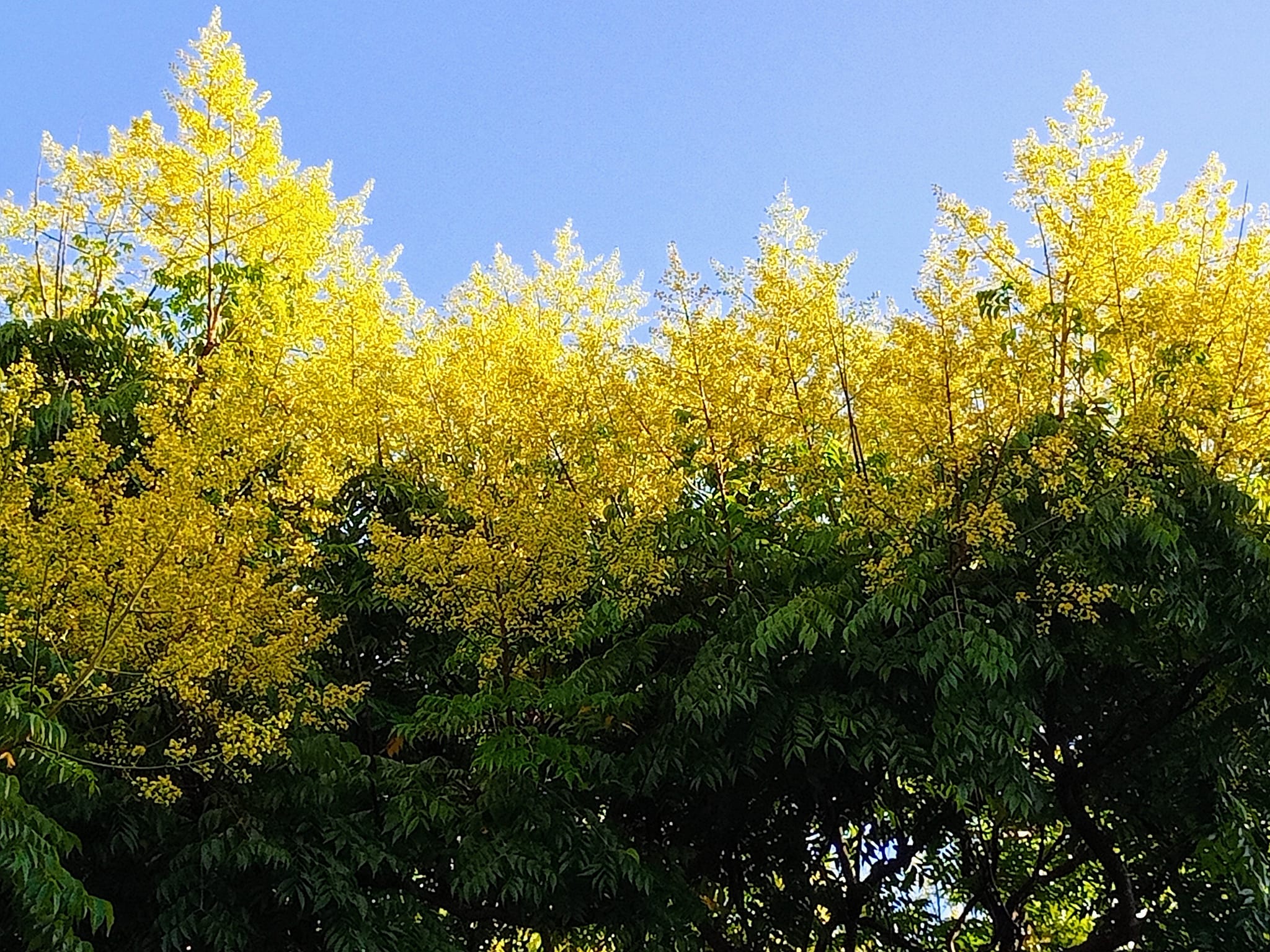 讚嘆台灣金雨樹