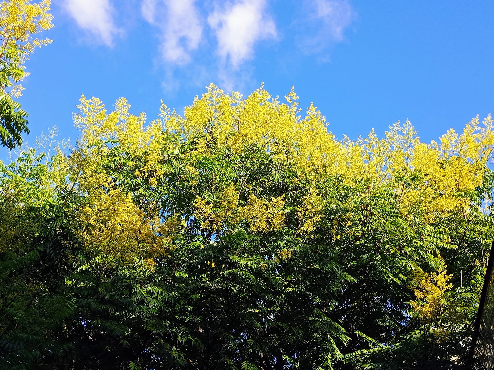 讚嘆台灣金雨樹