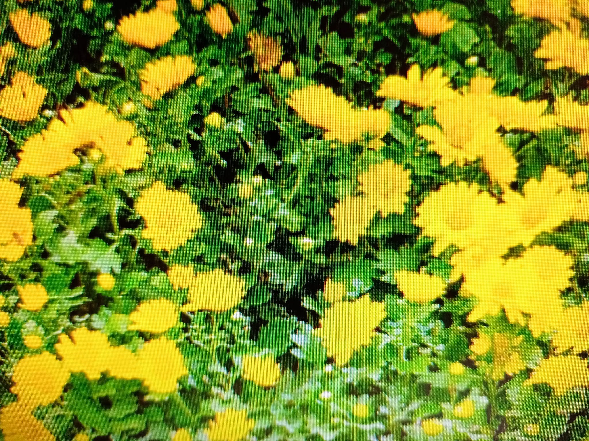 一寇一王詠菊花