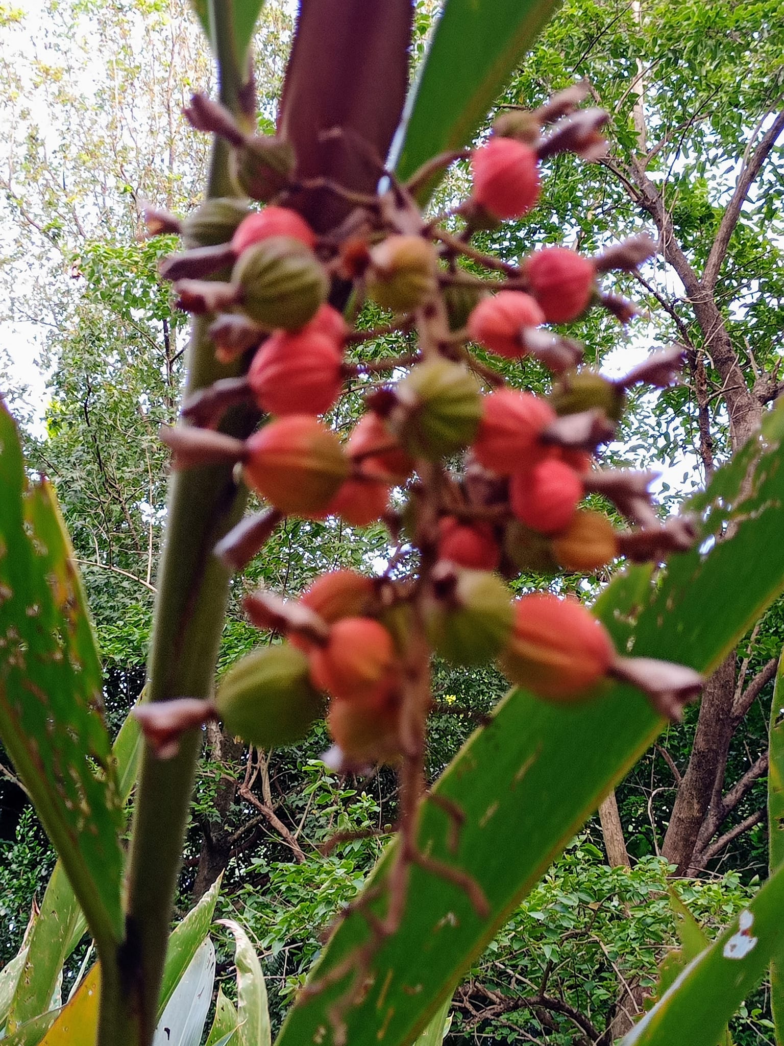 瞧，月桃結紅果
