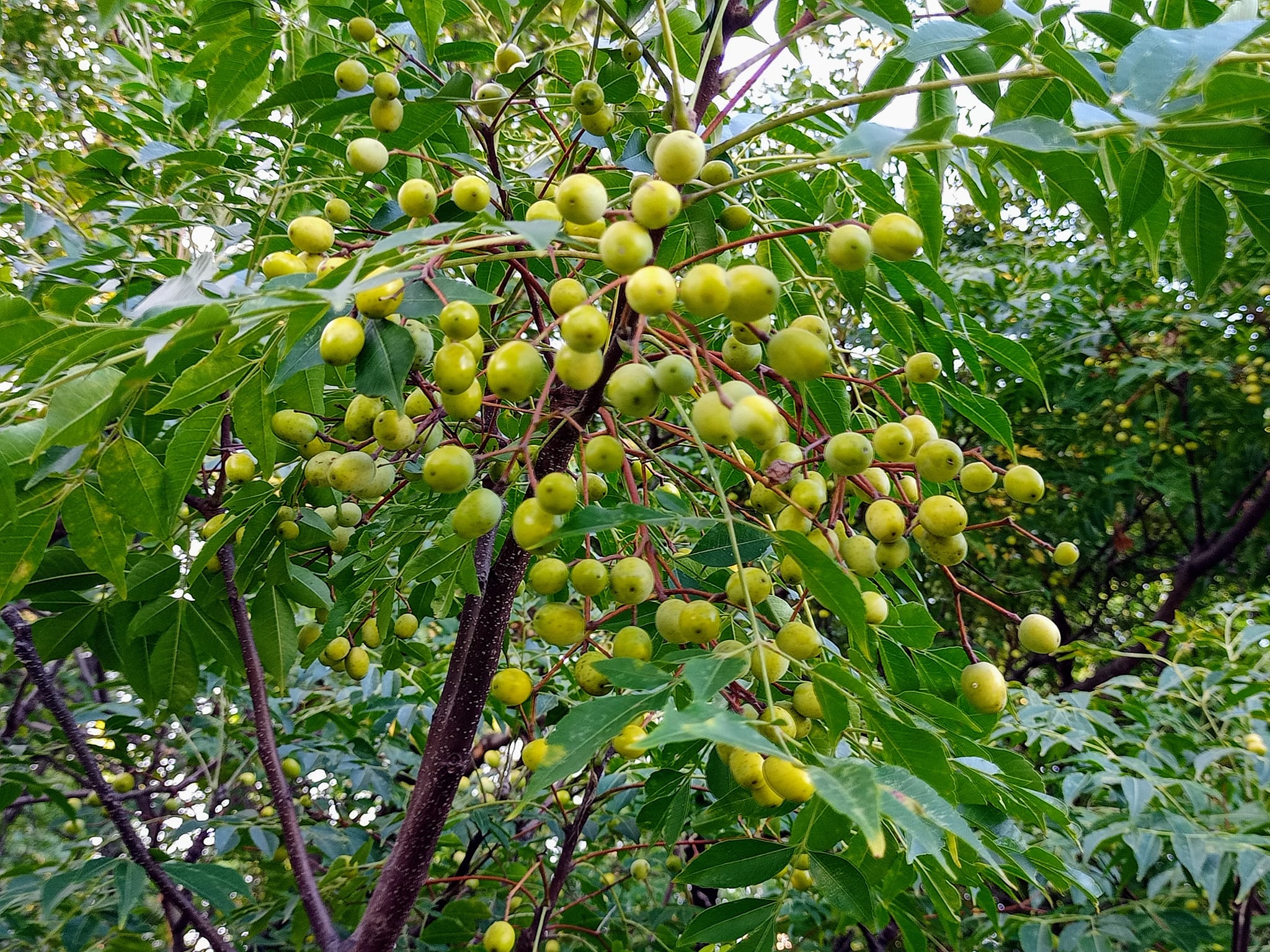 台灣苦楝竟是China Ber