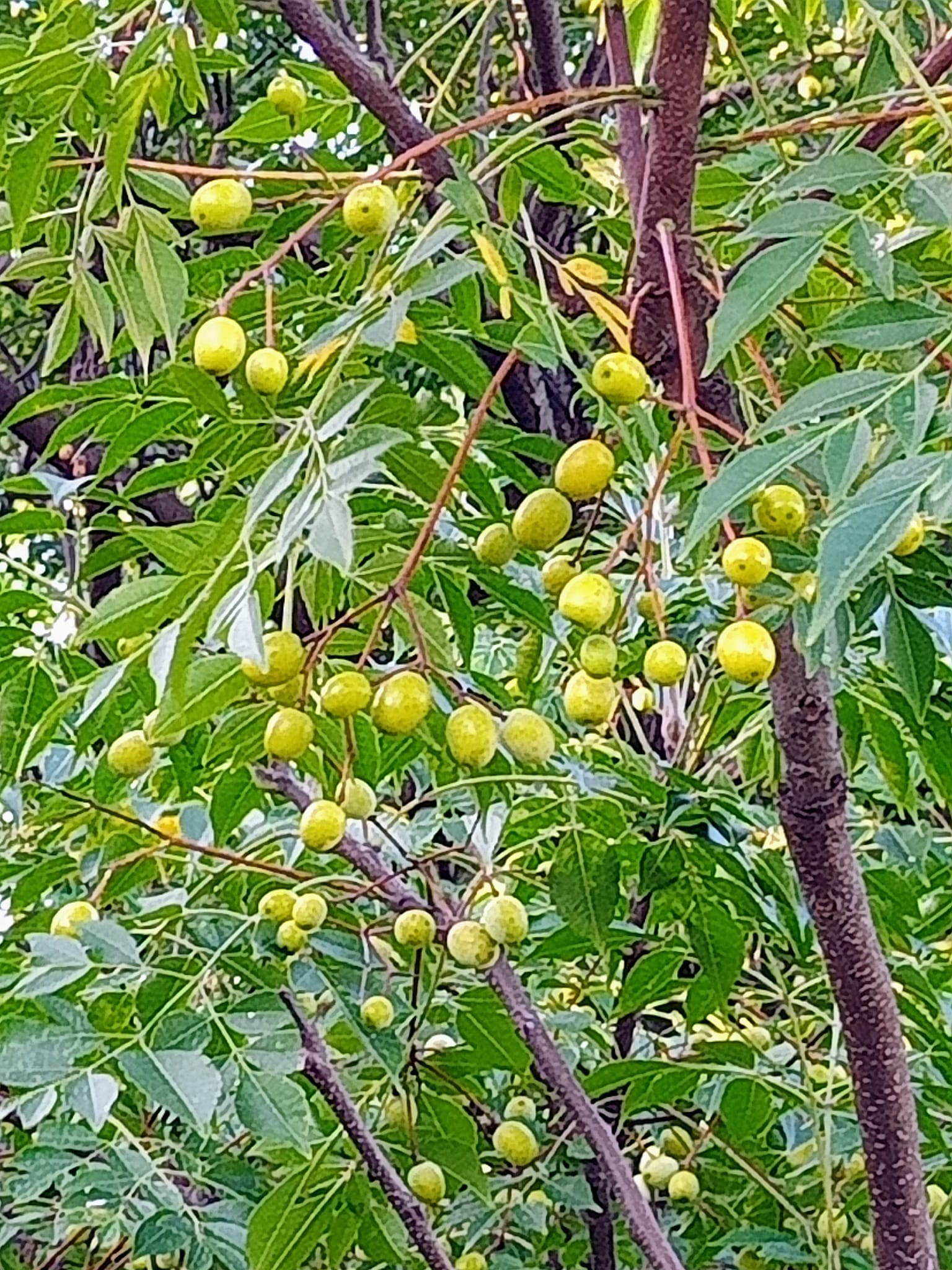 台灣苦楝竟是China Ber