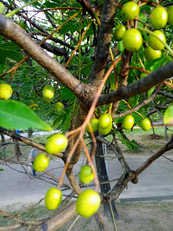 台灣苦楝竟是China Ber