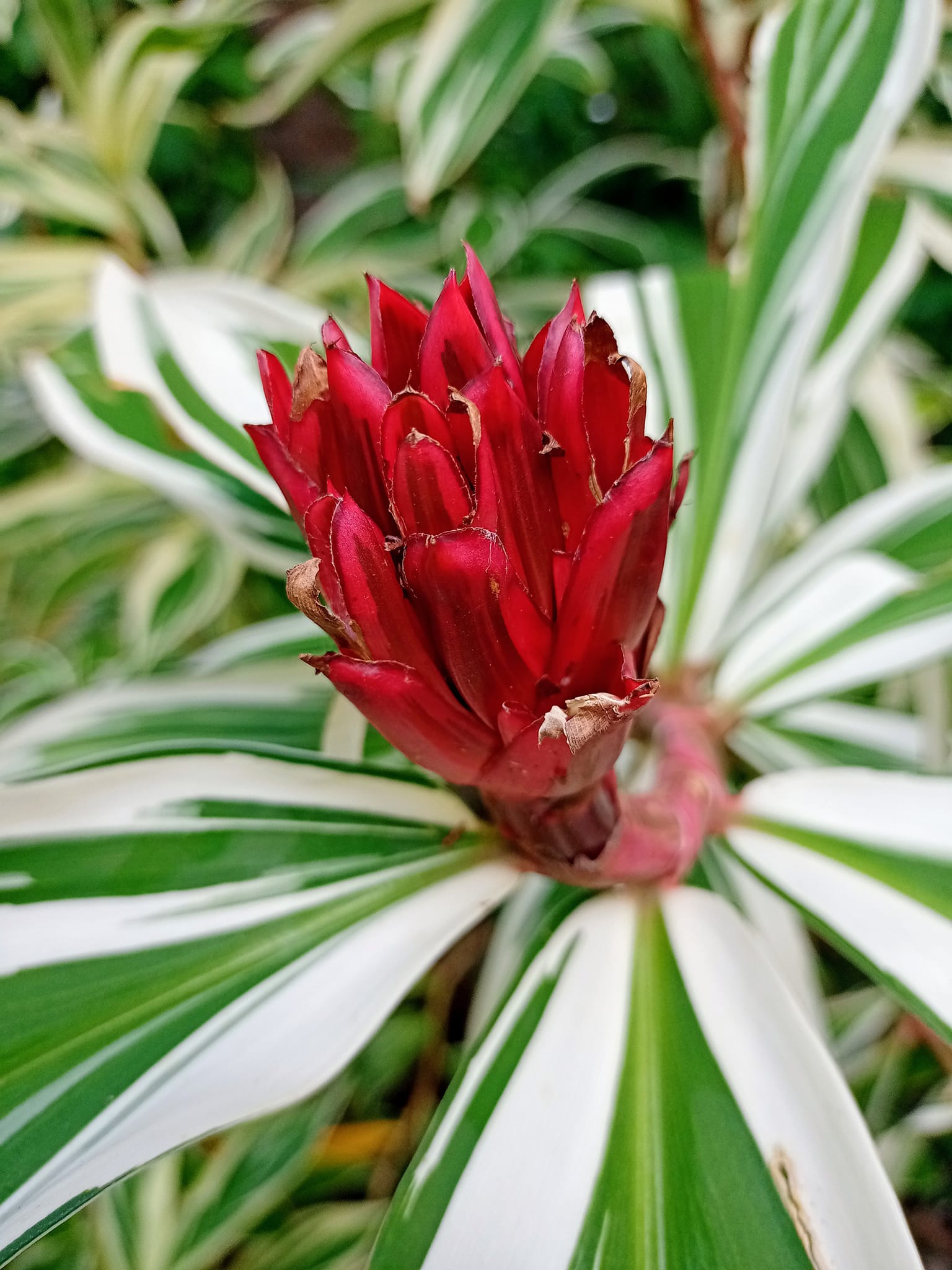 篝火，對人民的愛