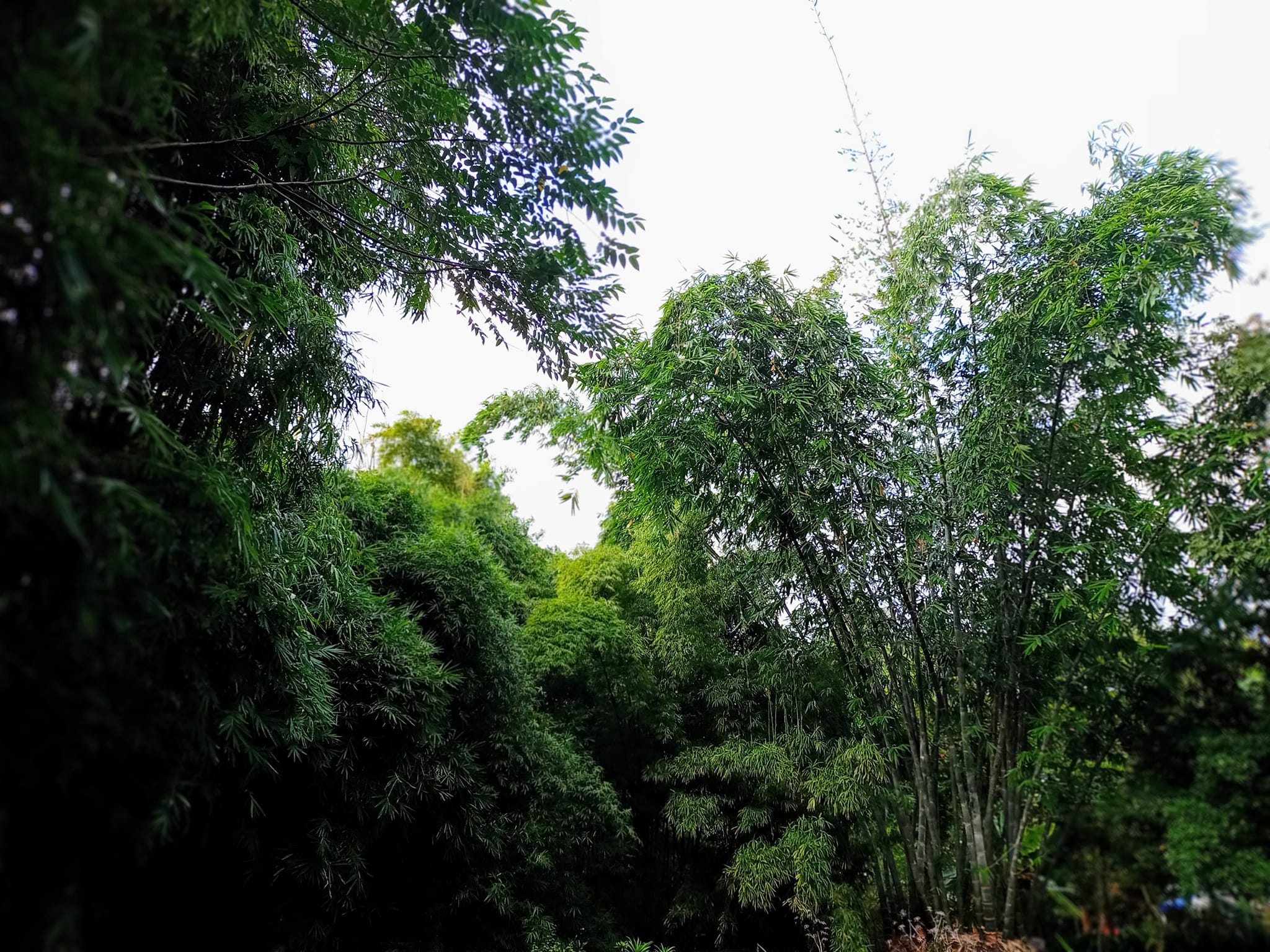 秋雨蕭竹感悟鄭板橋之心